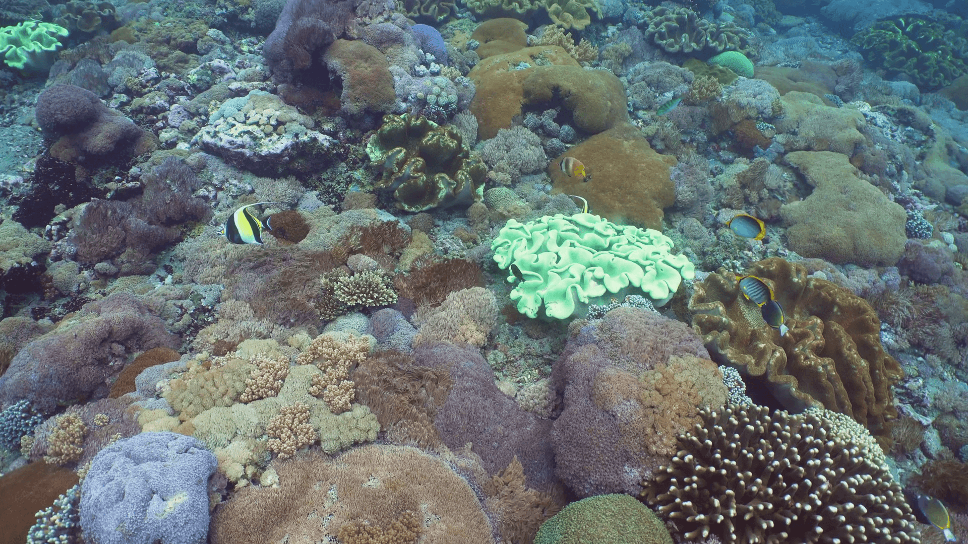1920x1080 Tropical fish on coral reef. Wonderful and beautiful underwater