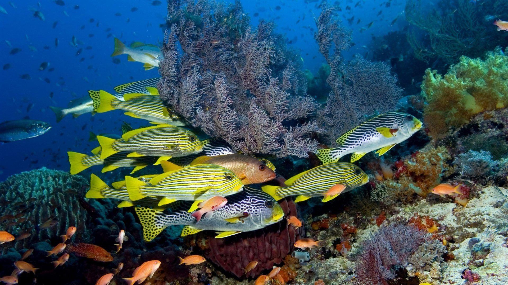 1920x1080 Underwater Tag wallpaper: Underwater Sea Desktop Background Ocean