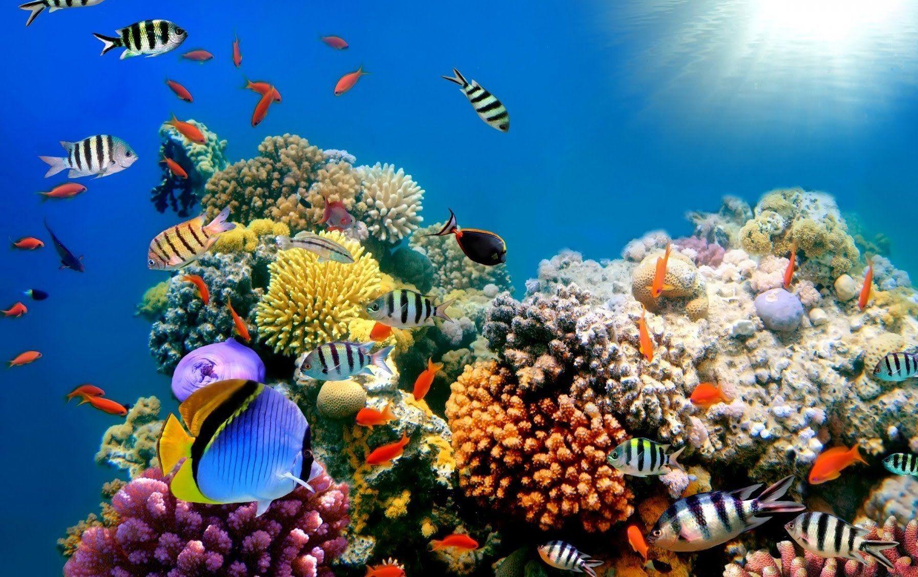 Tropical Coral Reef 4K Wallpapers - Top Free Tropical Coral Reef 4K ...