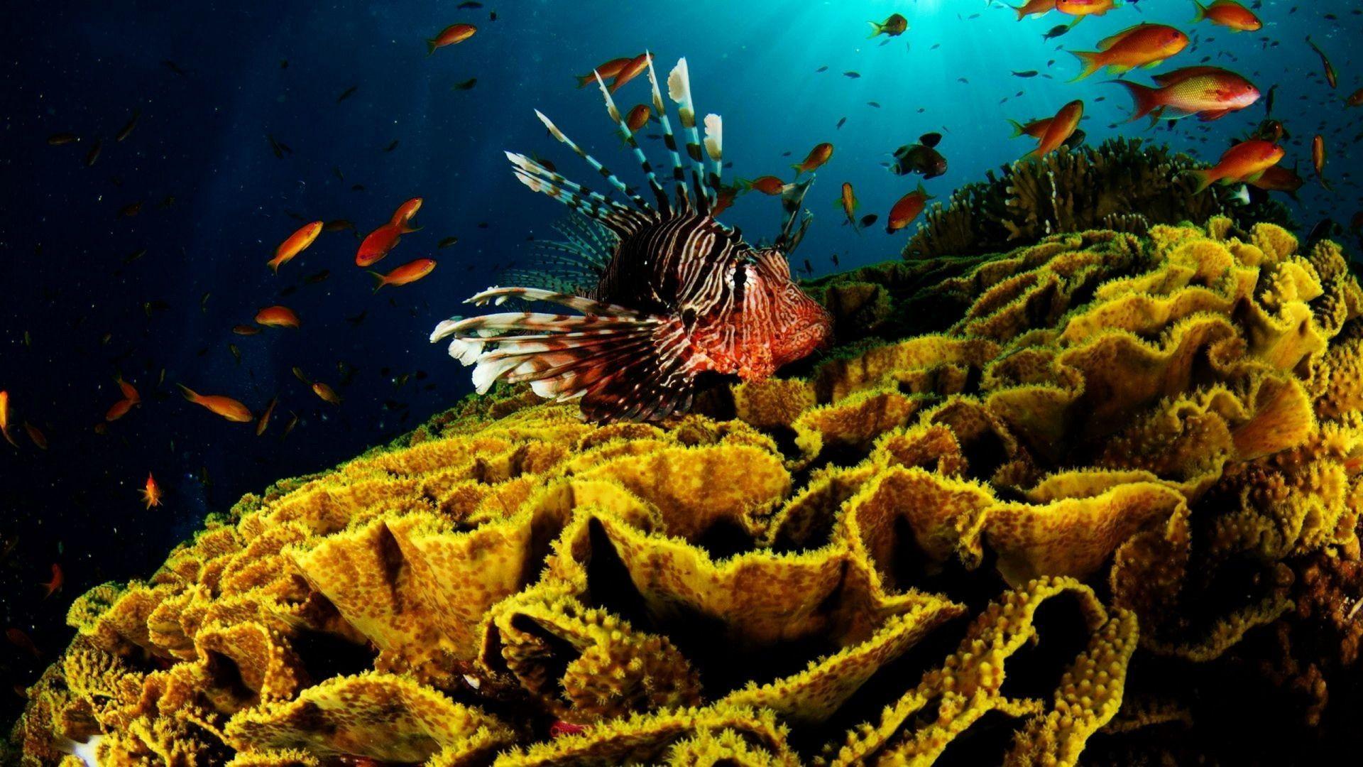Tropical Coral Reef 4K Wallpapers Top Free Tropical Coral Reef 4K