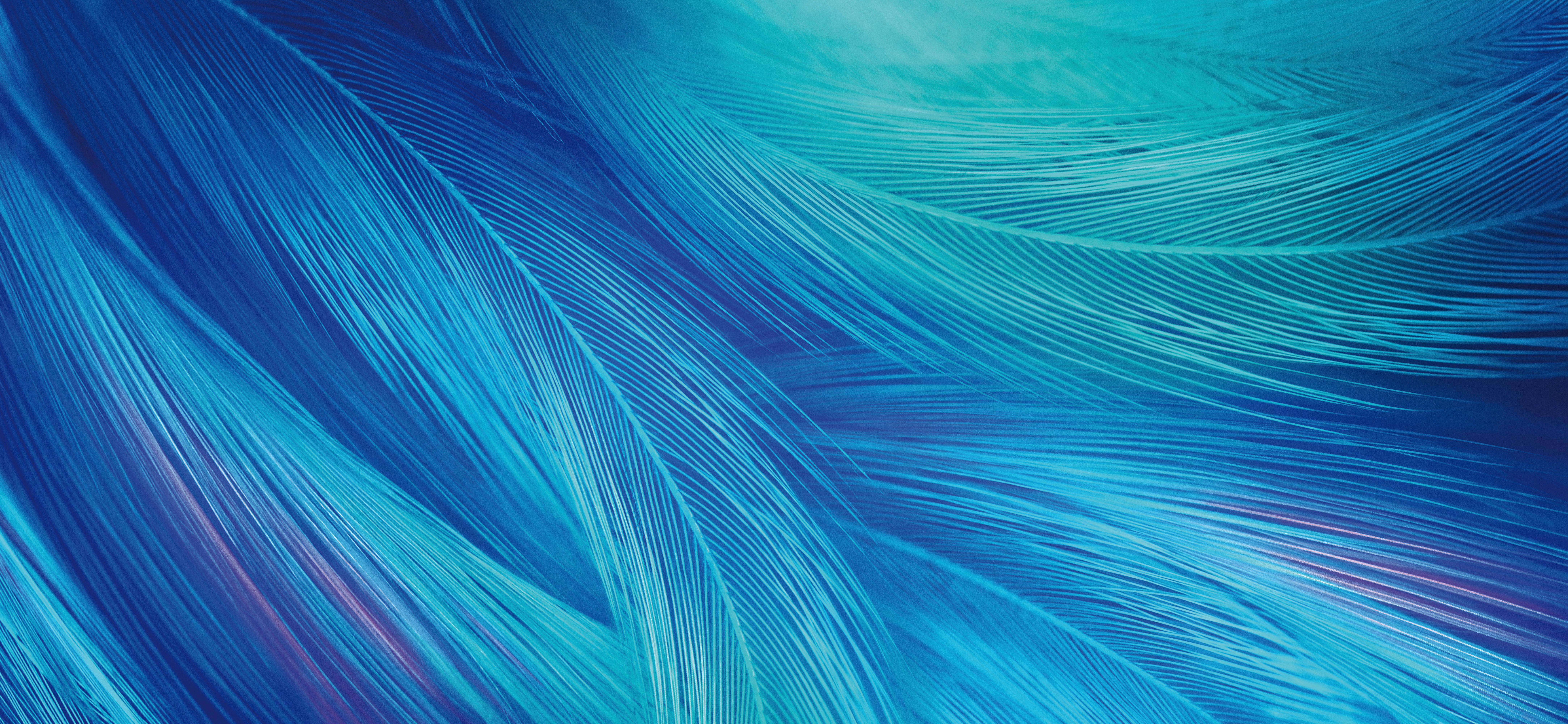 8667x4000 Feathers Wallpaper 4K, CGI, Blue, Teal, Stock, Vivo X 5K, 8K, Abstract