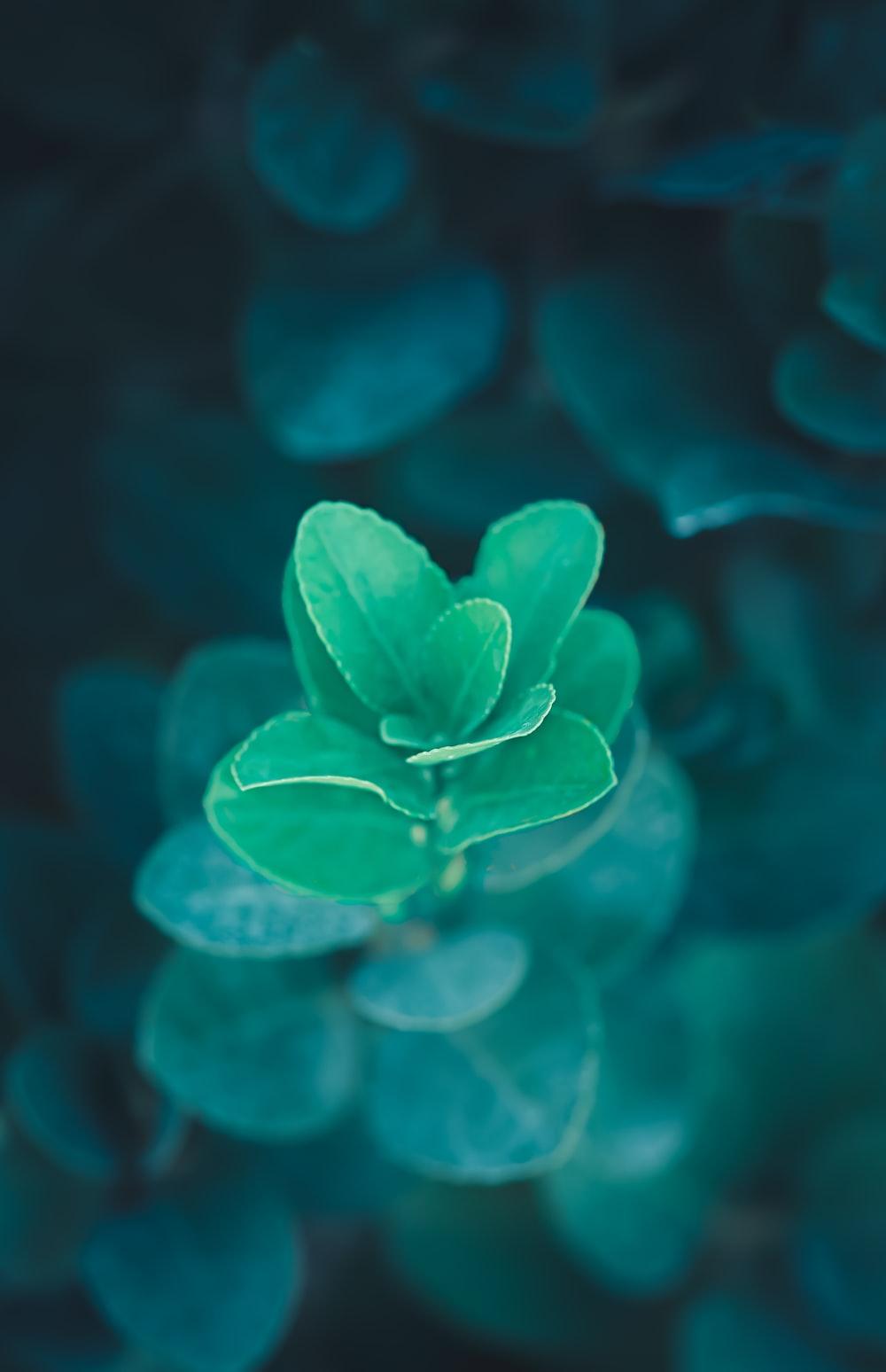 1000x1548 Blue Green Picture [HD]. Download Free Image