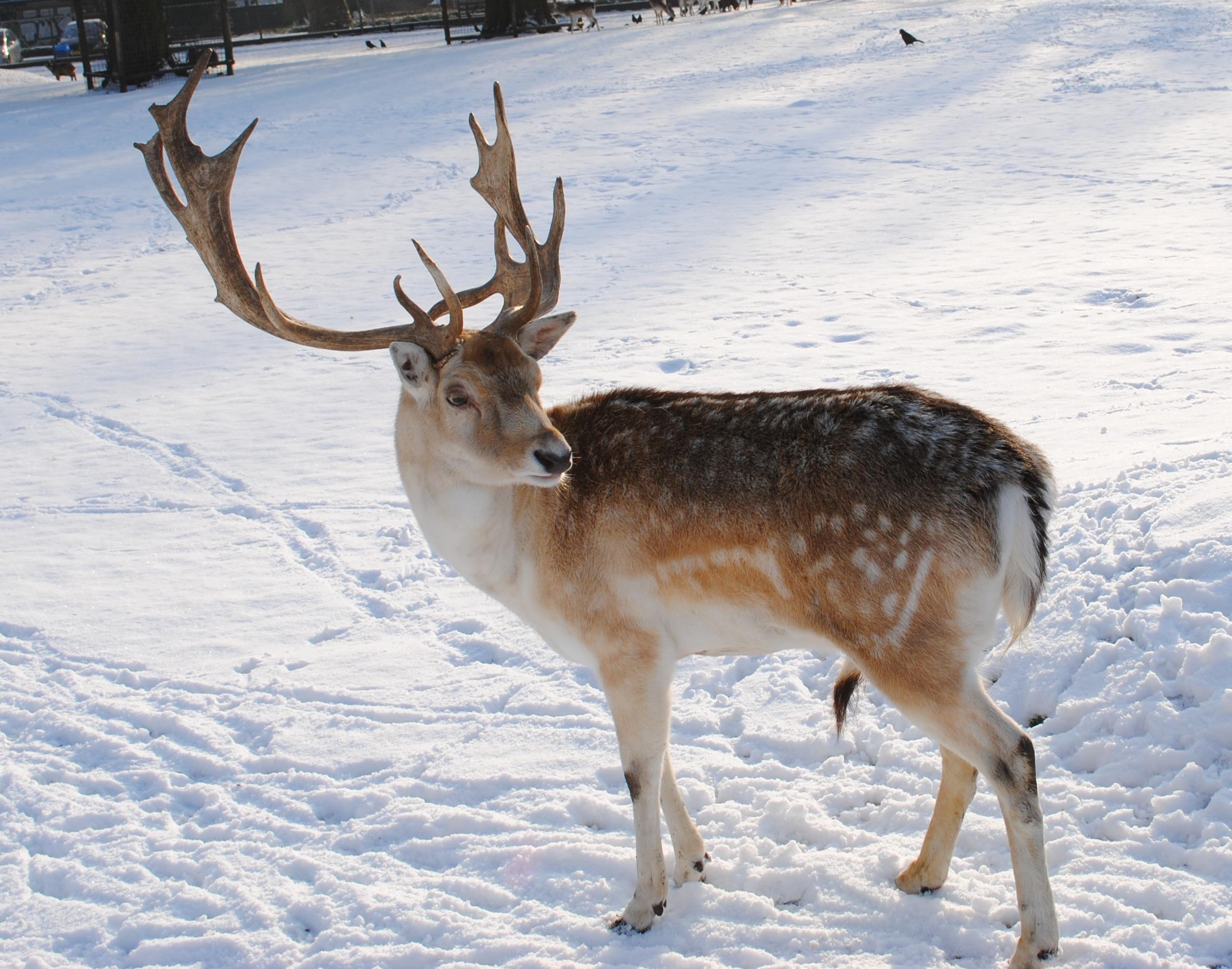 2363x1860 The reindeer of Finland HD Wallpaper