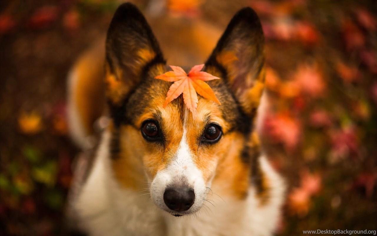 1280x800 Autumn Season Wallpaper Cute Dog Photography 15 1280x800. Desktop Background