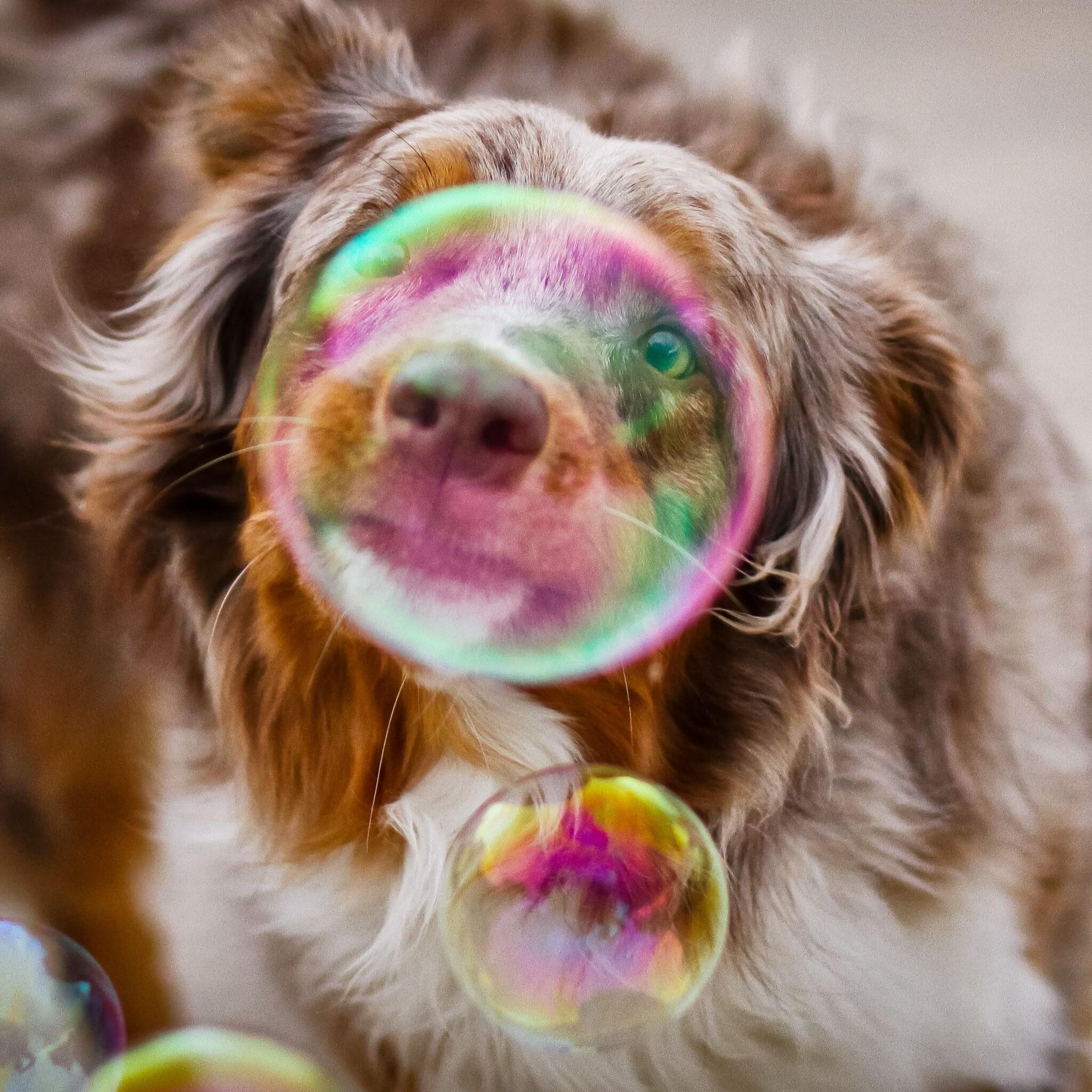 2048x2048 Bubble Dog Photography iPad Air HD 4k Wallpaper, Image, Background, Photo and Picture
