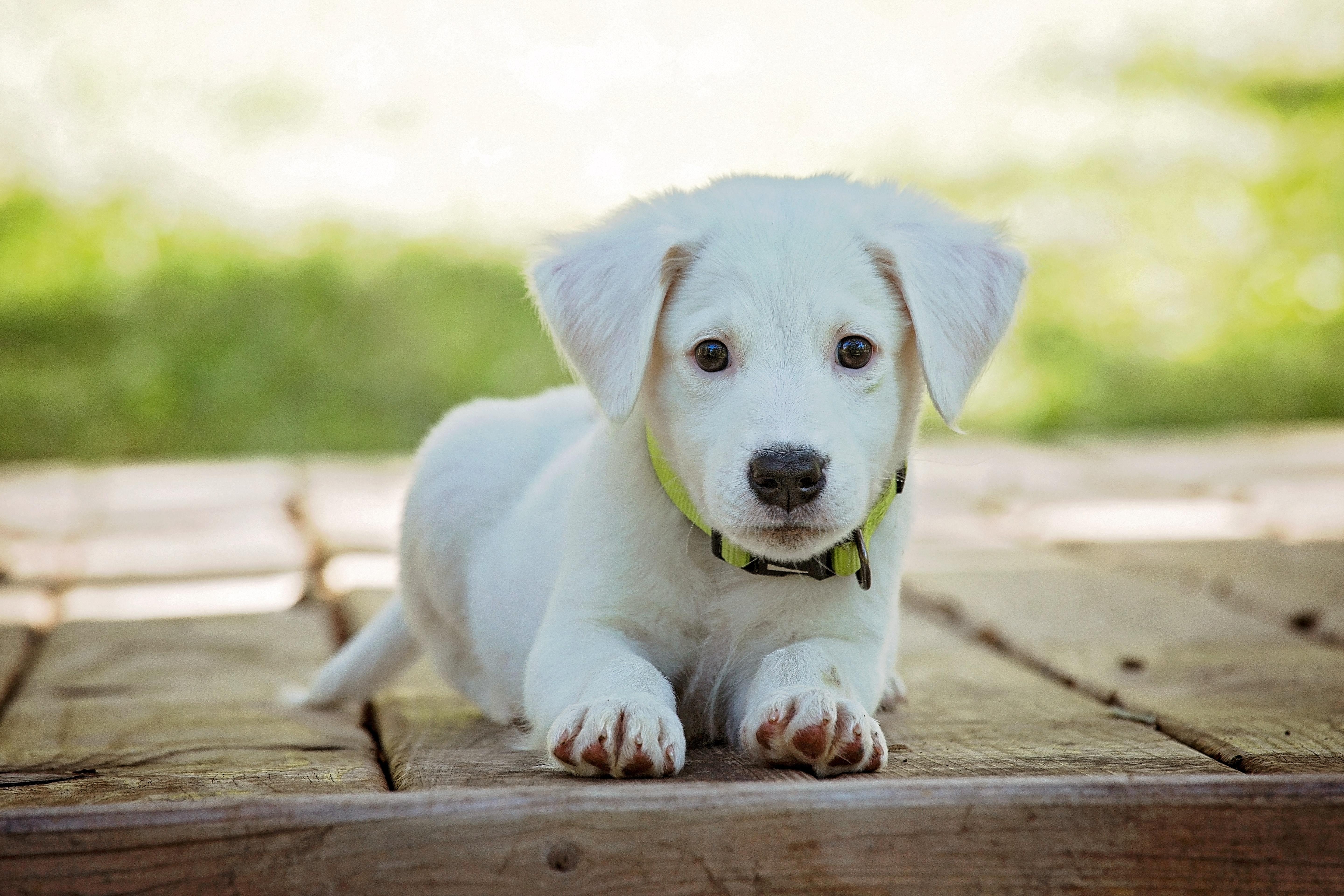 5760x3840 Portrait of a Dog · Free