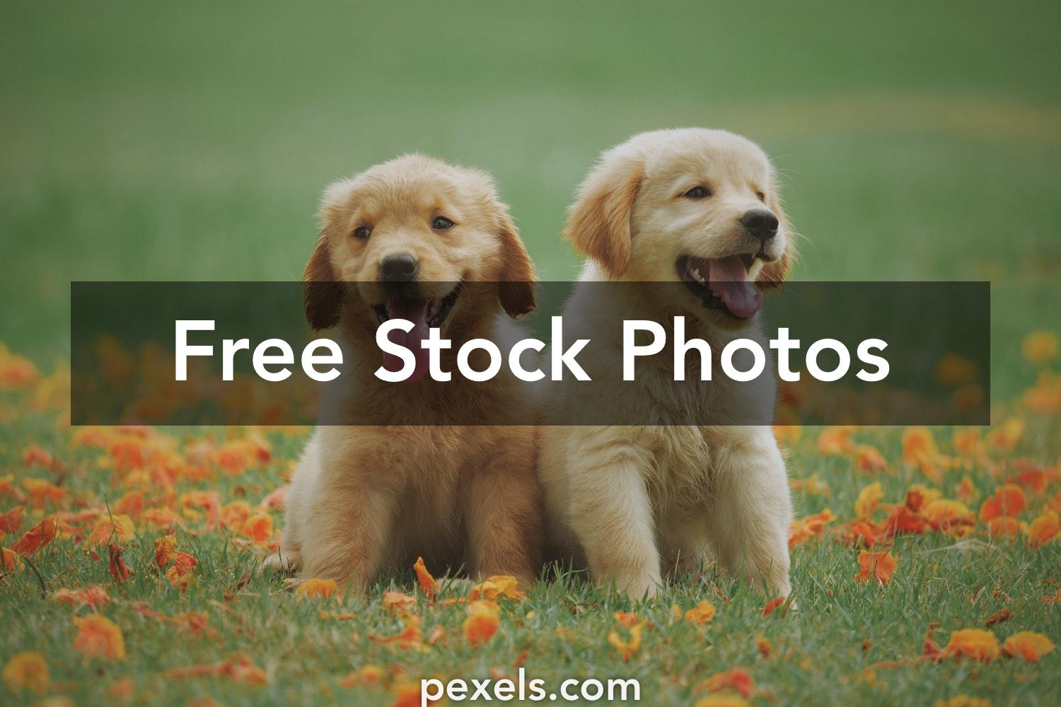 1500x1000 Best Picture of Dogs · 100% Free Downloads