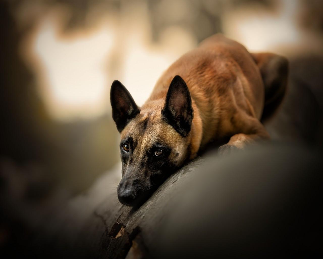 1280x1024 Download 1280x1024 Dog, Photography, Blurry, Resting Wallpaper
