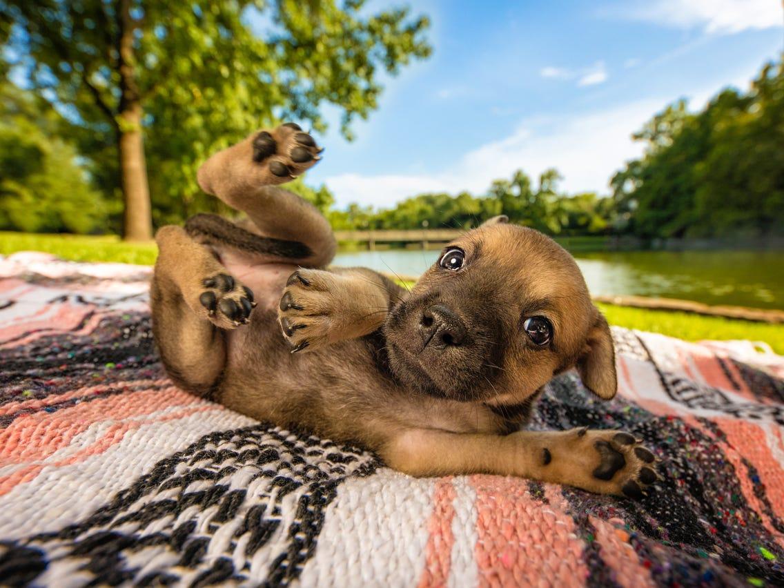 1136x852 Best Dog Photo Per the Kennel Club