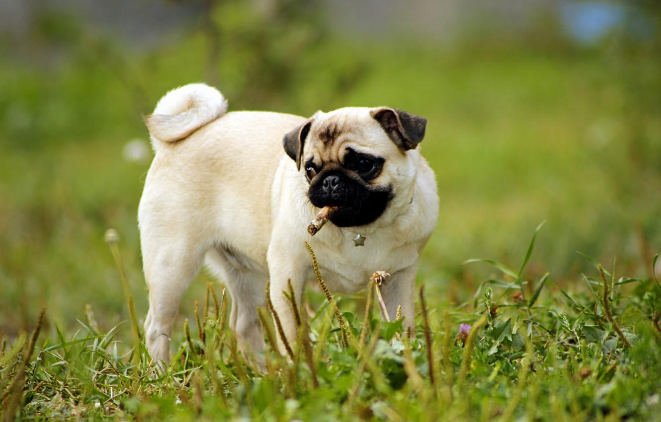 1332x850 Wallpaper greens, grass, dog, puppy, Pug image for desktop, section собаки