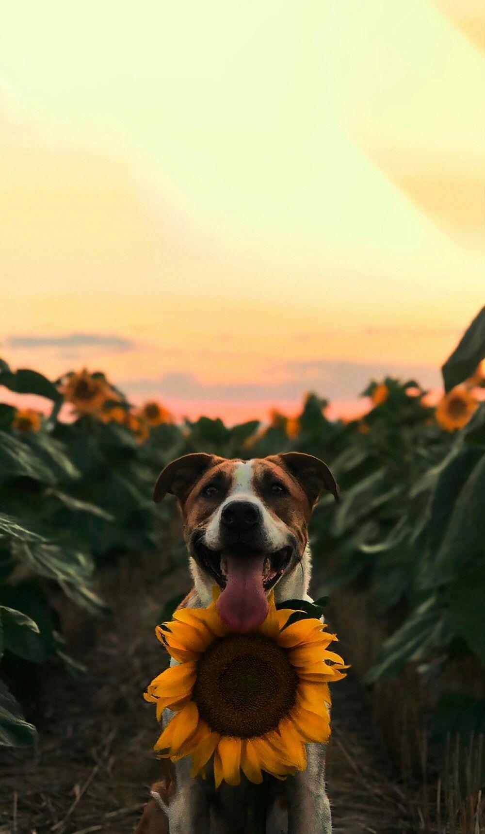 1000x1718 Dog Aesthetic Wallpaper