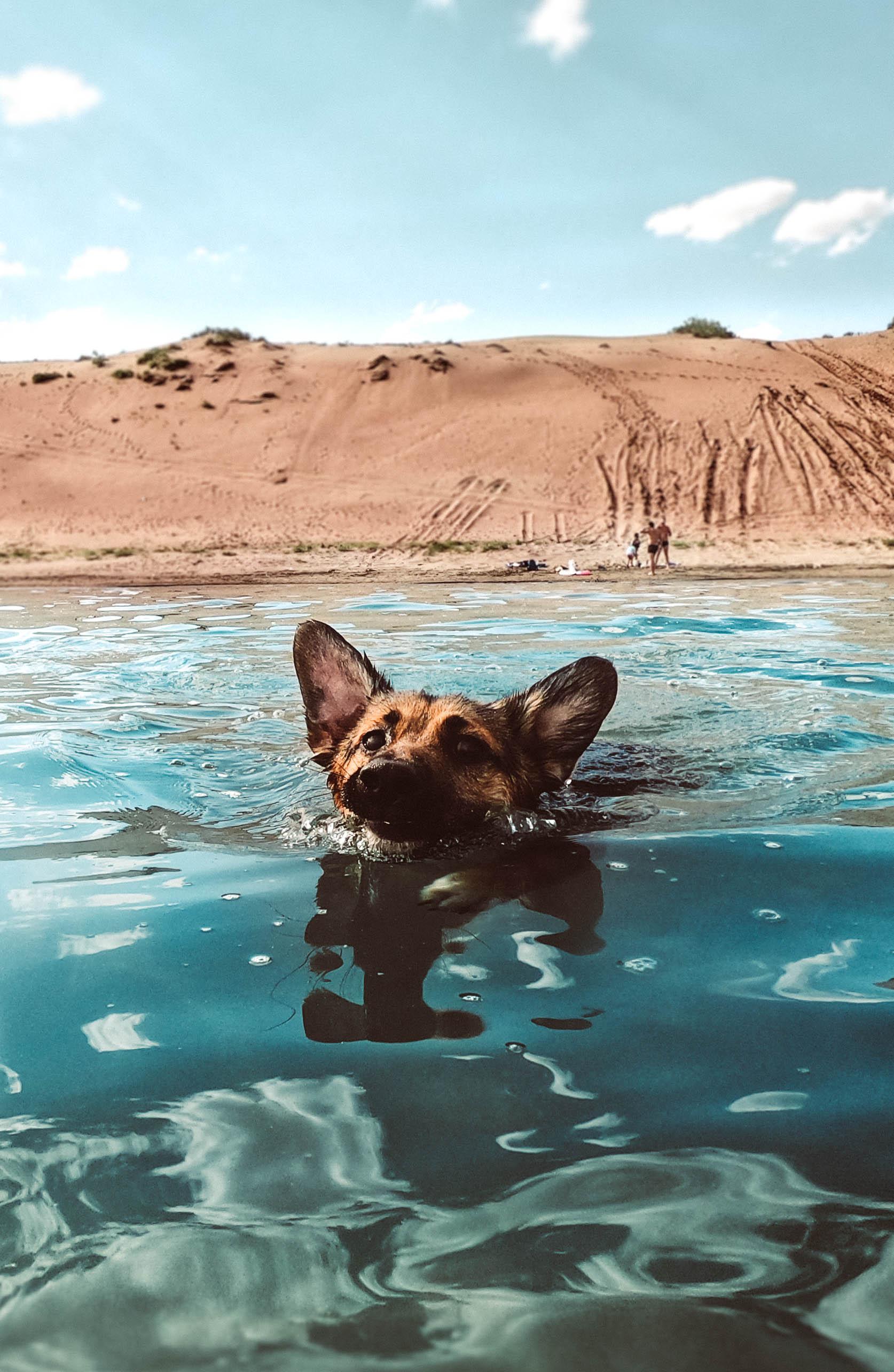 1674x2568 Photo of Dog Swimming In Beach · Free