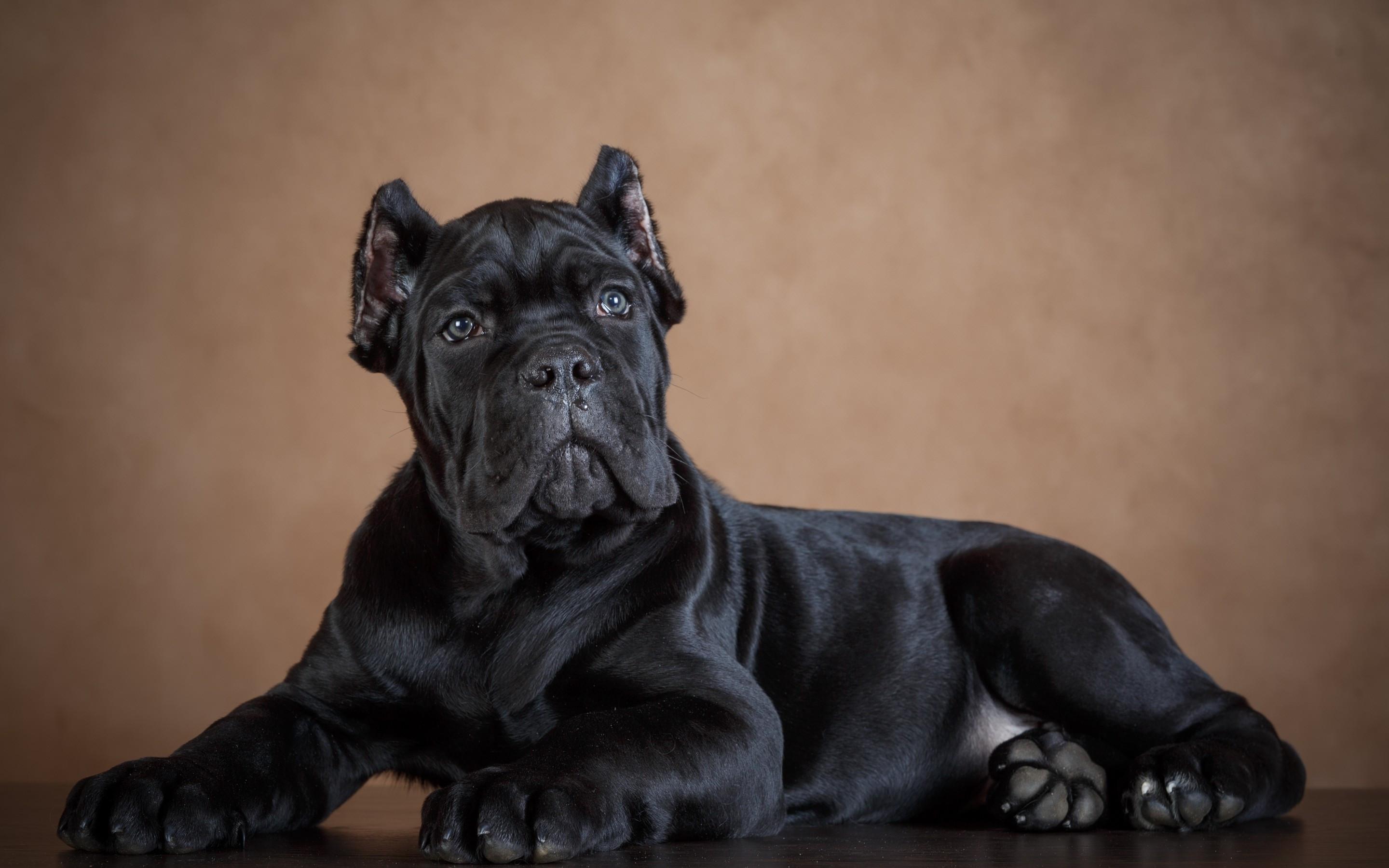 2880x1800 Download 2880x1800 Black Dog, Photography Wallpaper for MacBook Pro 15 inch