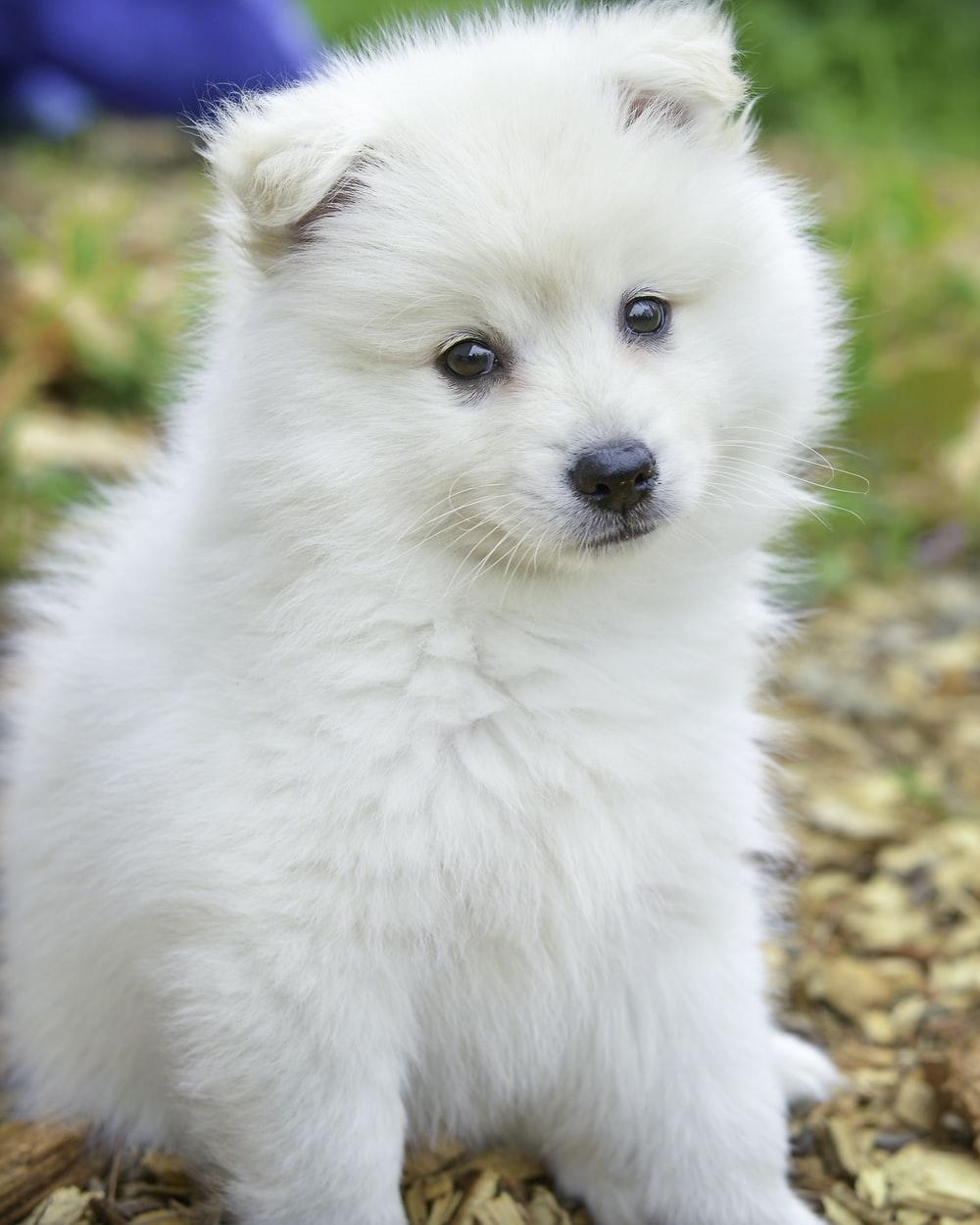 Cute Fluffy Dogs Wallpapers Top Free Cute Fluffy Dogs Backgrounds