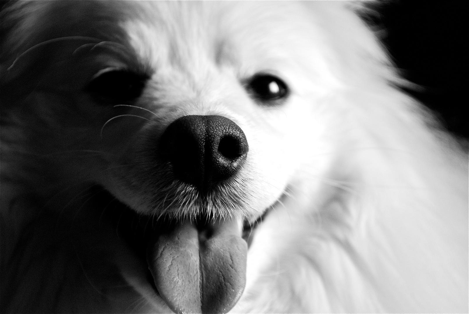 1613x1080 Black And White American Eskimo Dog Wallpaper And White Picture Dog