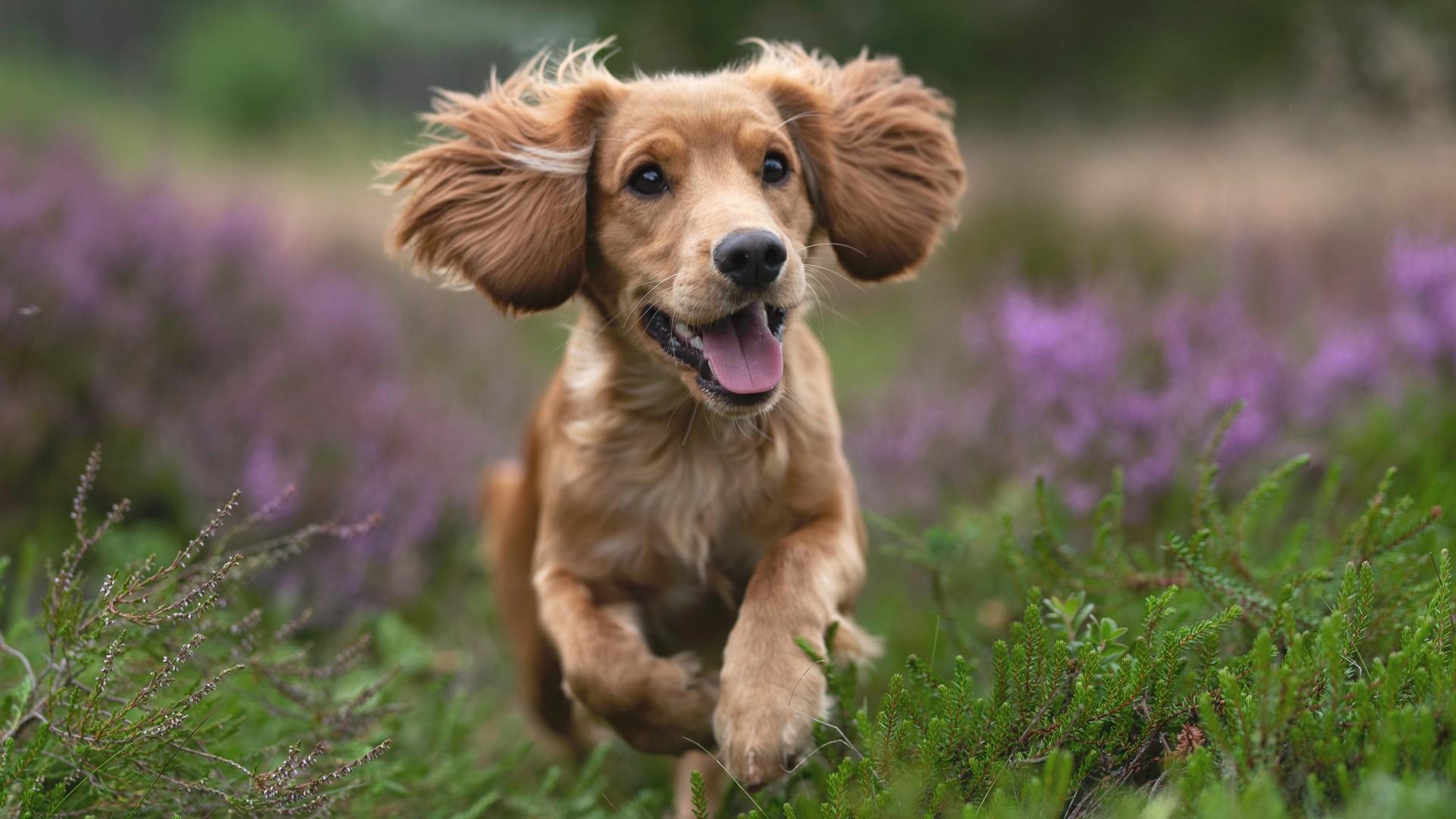 1920x1080 Cute Pets HD Wallpaper for Desk x 1080