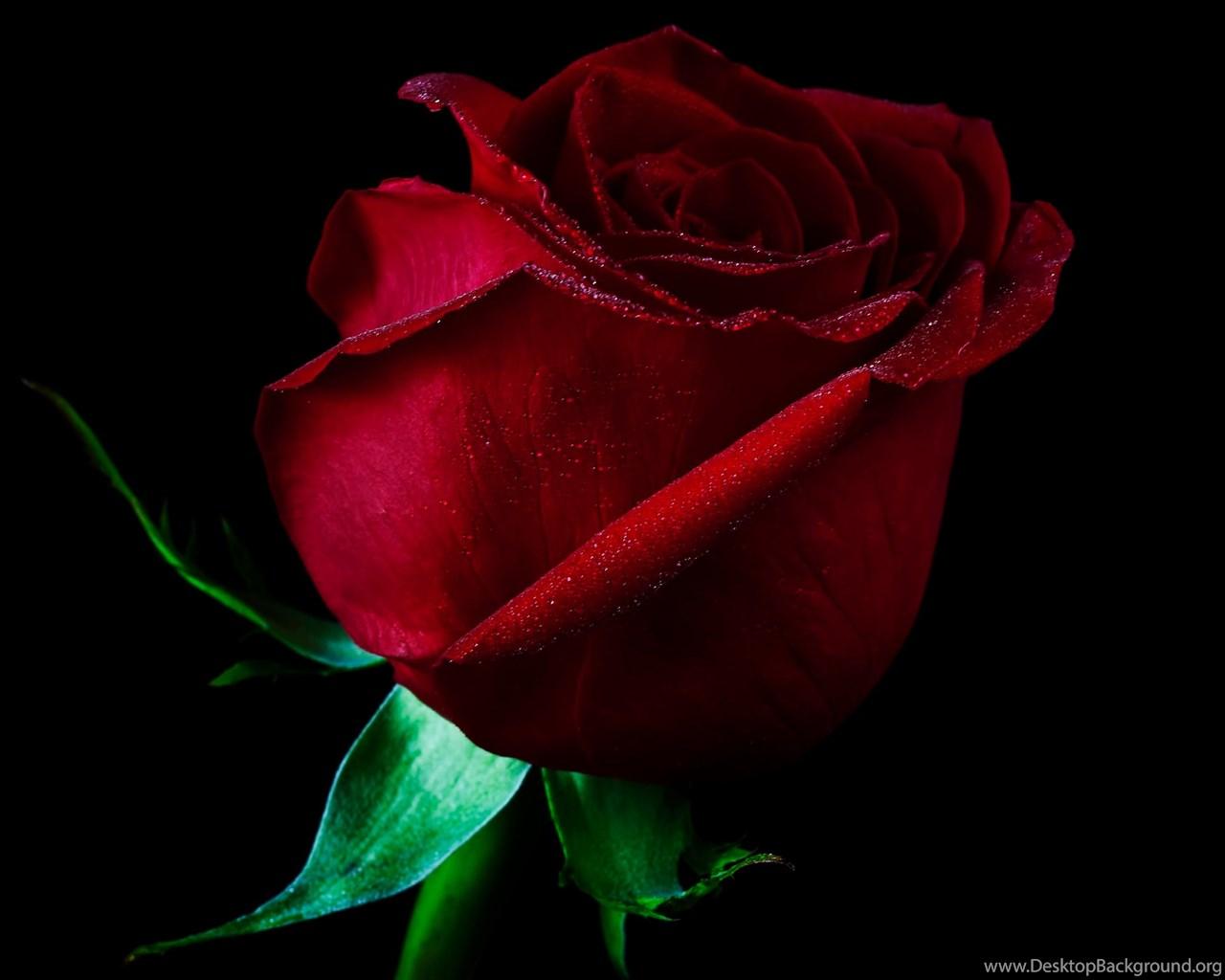 1280x1024 Single Red Rose Wallpaper Desktop Background