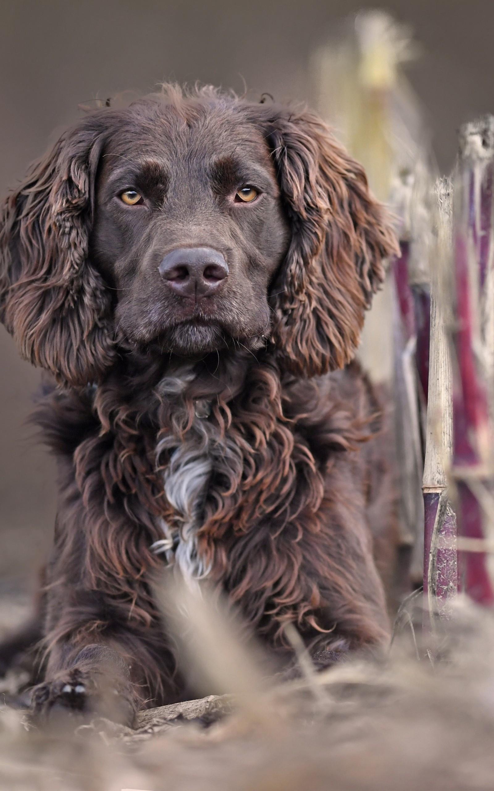 1600x2560 Download 1600x2560 The German Spaniel, Puppy, Dog, Photography Wallpaper for Google Nexus 10