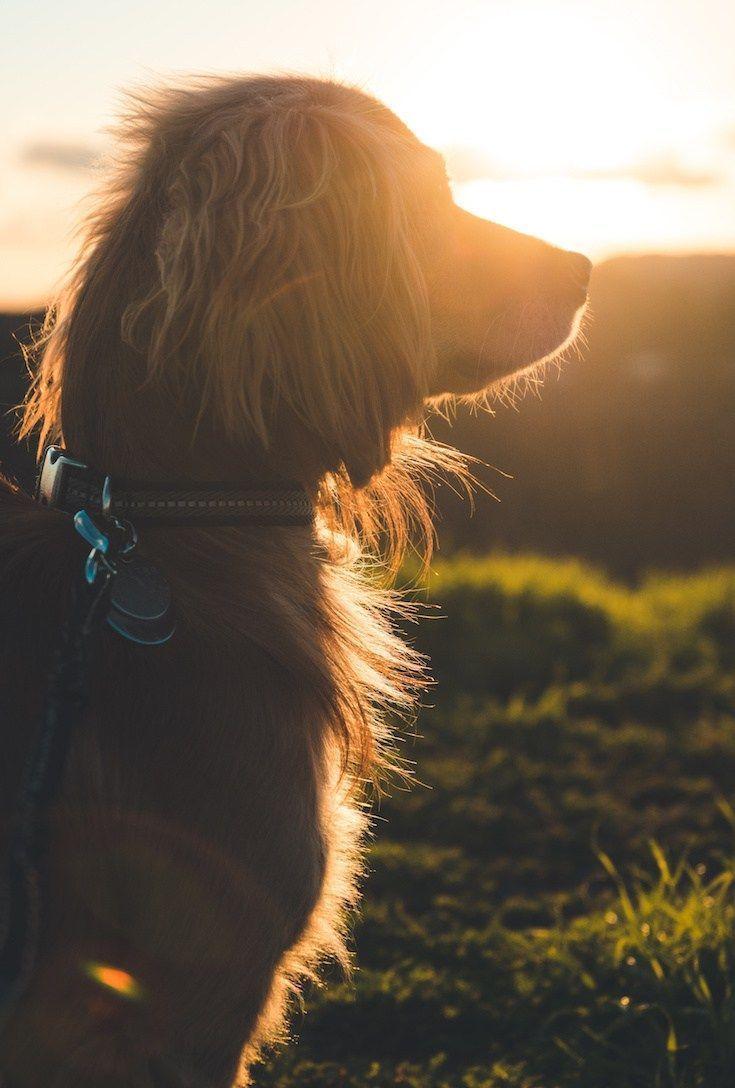 735x1088 DOG PHOTOGRAPHY TIPS: 10 Quick Tips For The Best Dog Photo. Best dog photo, Dog photo, Dog photography