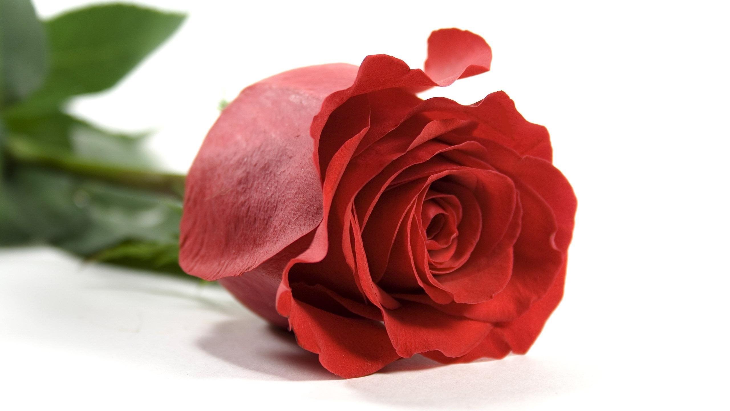2560x1440 Single Red Rose Wallpaper Desktop Background