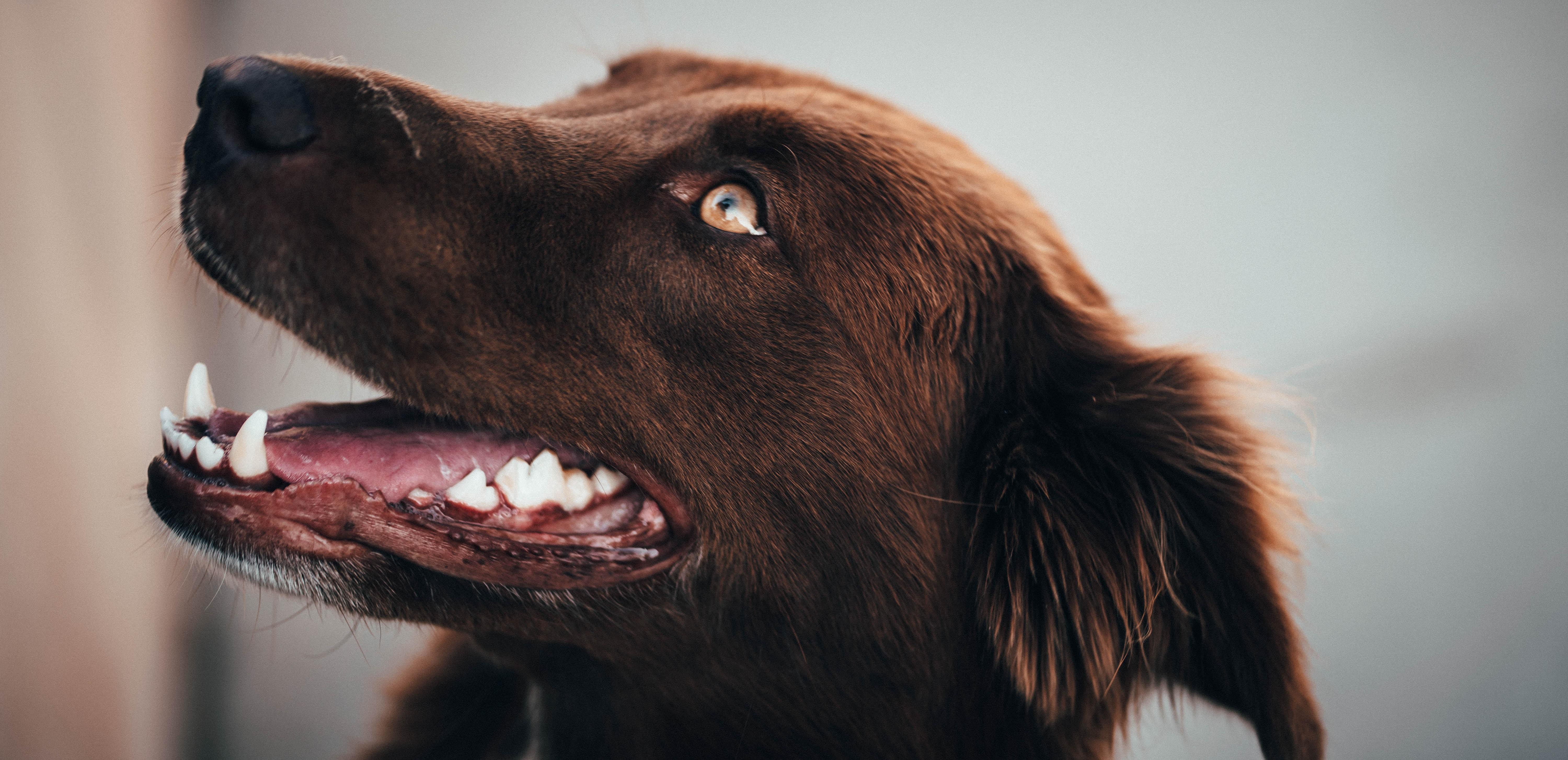 5999x2909 5999x2909 #photography, #close up, #dog photography, #sony, #mouth, #animal, #sony a7iii, #PNG image, #puppy, #pet, #fur, #portrait, #looking up, #teeth, #dog, #ear. Mocah HD Wallpaper