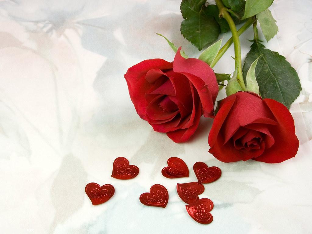 1024x768 The Best Top Desktop Roses Wallpaper Hd Rose Wallpaper 1