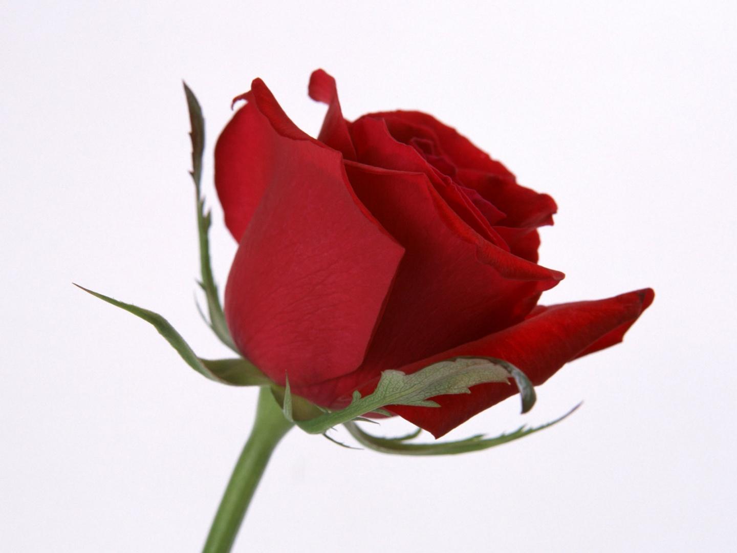 1440x1080 anime manga guys: 9 Single Red Rose Wallpaper for Desktop Background