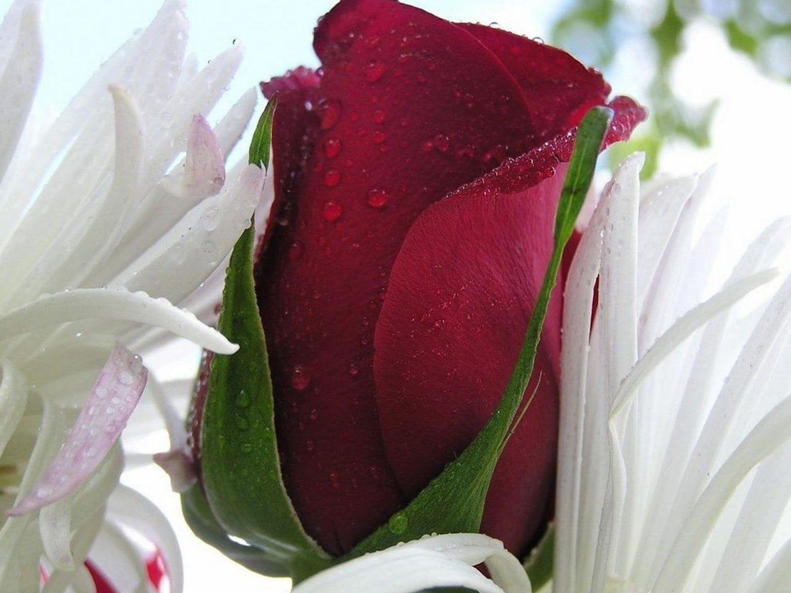 1600x1200 beautiful Single roses Rose. Single Red Rose bud Beautiful flowers Wall. Beautiful flowers picture, Beautiful flowers wallpaper, Most beautiful flower picture
