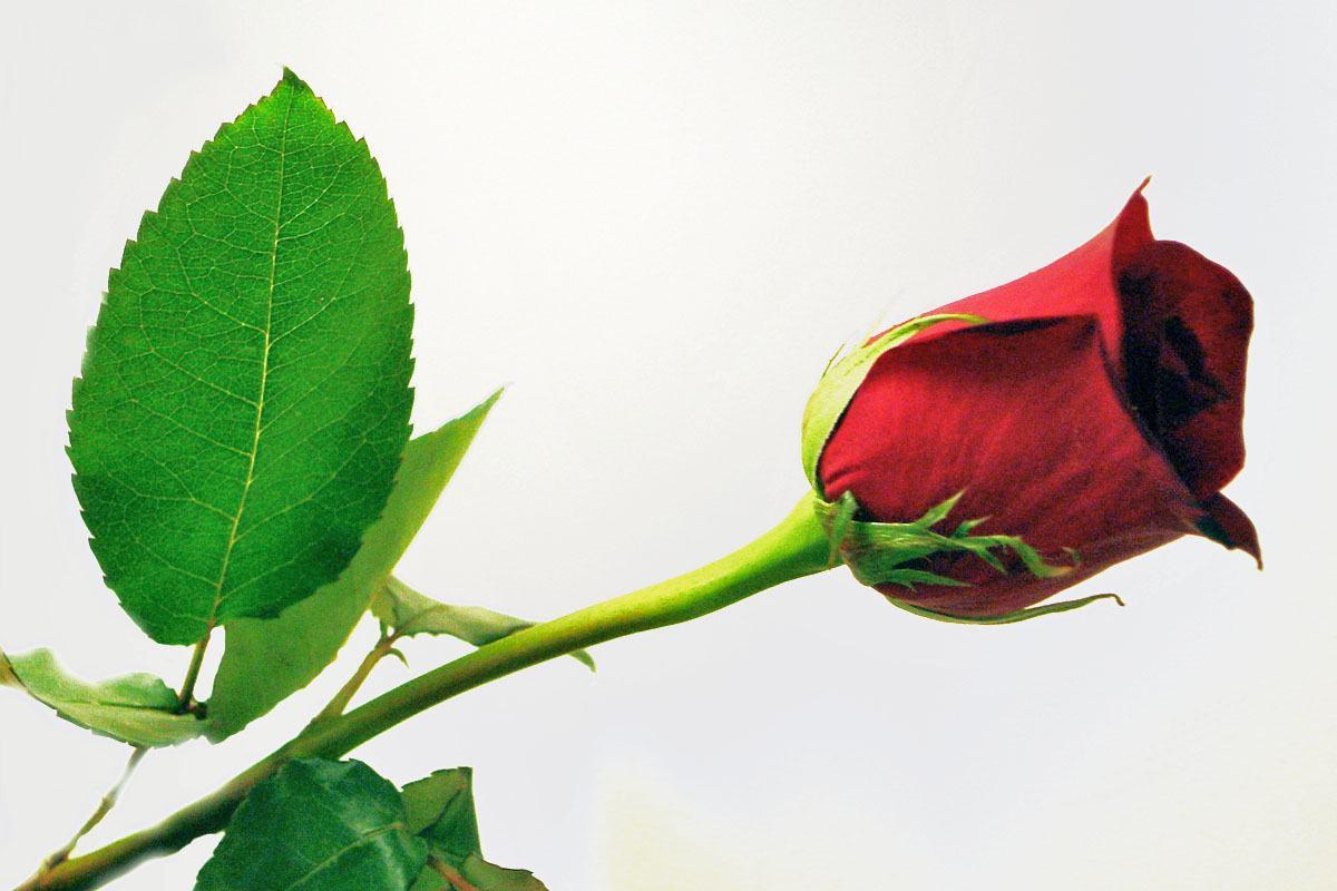 1200x800 Single Red Rose Wallpaper