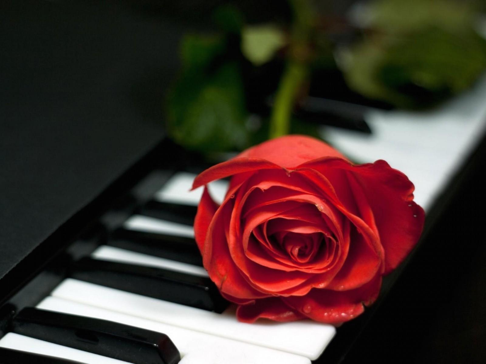 1600x1200 Romantic Single Red Rose Wallpaper. Cool Wallpaper!. HD Background!