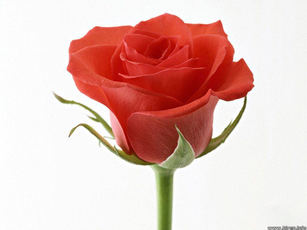 1024x768 Single Rose Wallpaper