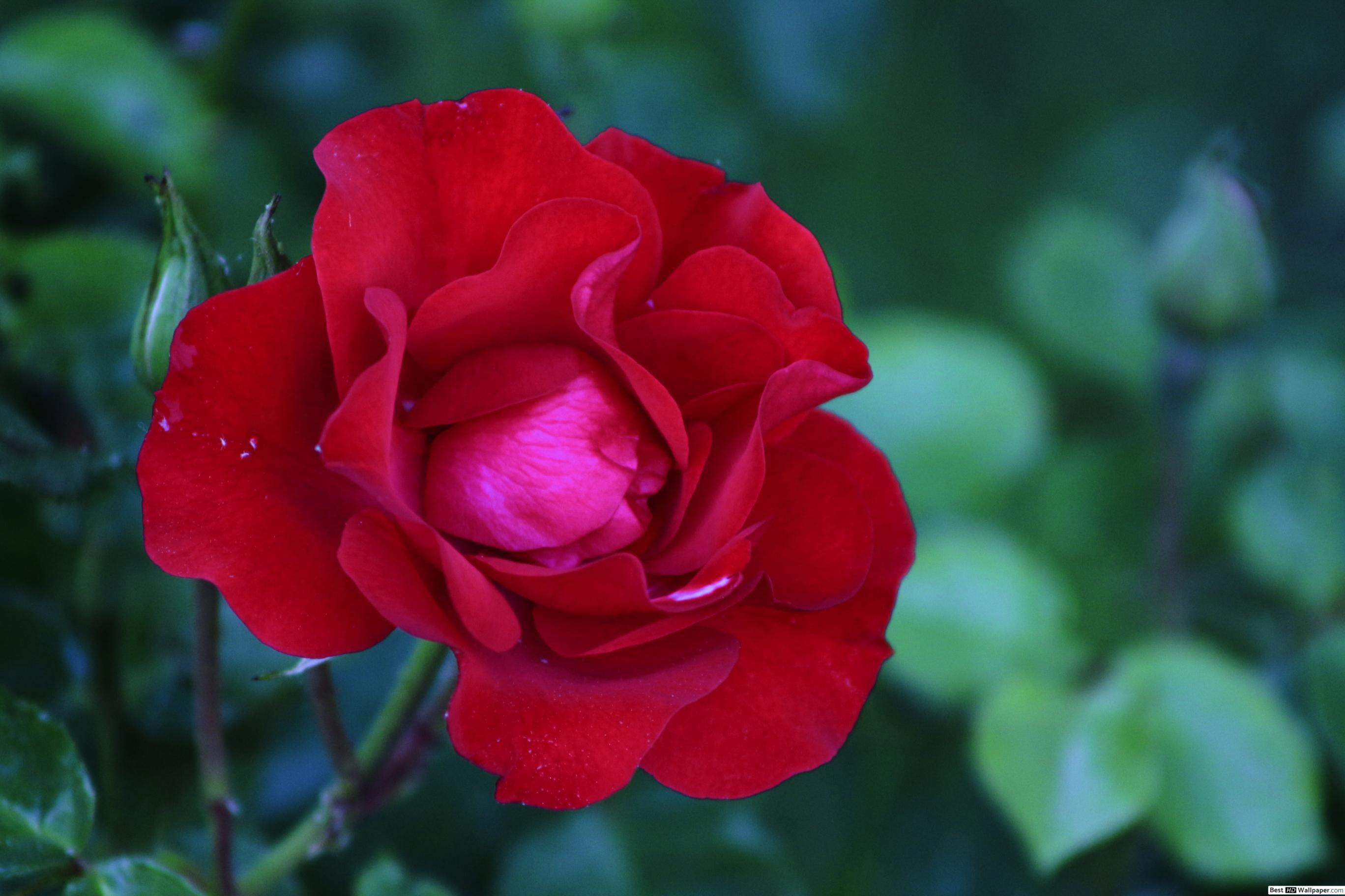 Single Red Rose Wallpapers Top Free Single Red Rose Backgrounds