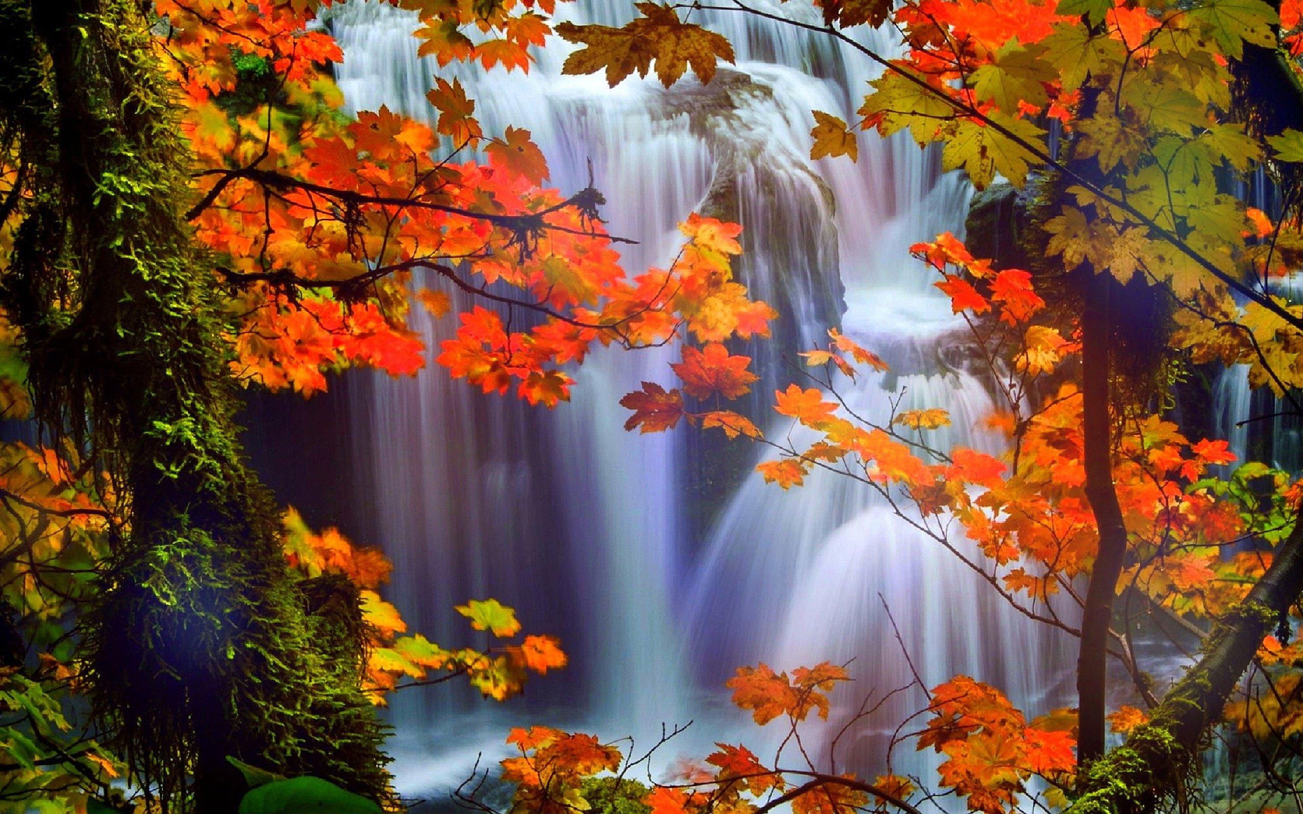 2560x1600 attractions, In, Dreams, Trees, Nature, Fall, Leaves, Beautiful, Waterfalls, Scenery, Love, Four, Seasons, Creative, Pre made, Colors, Stunning, Falls, Landscapes, Autumn Wallpaper HD / Desktop and Mobile Background