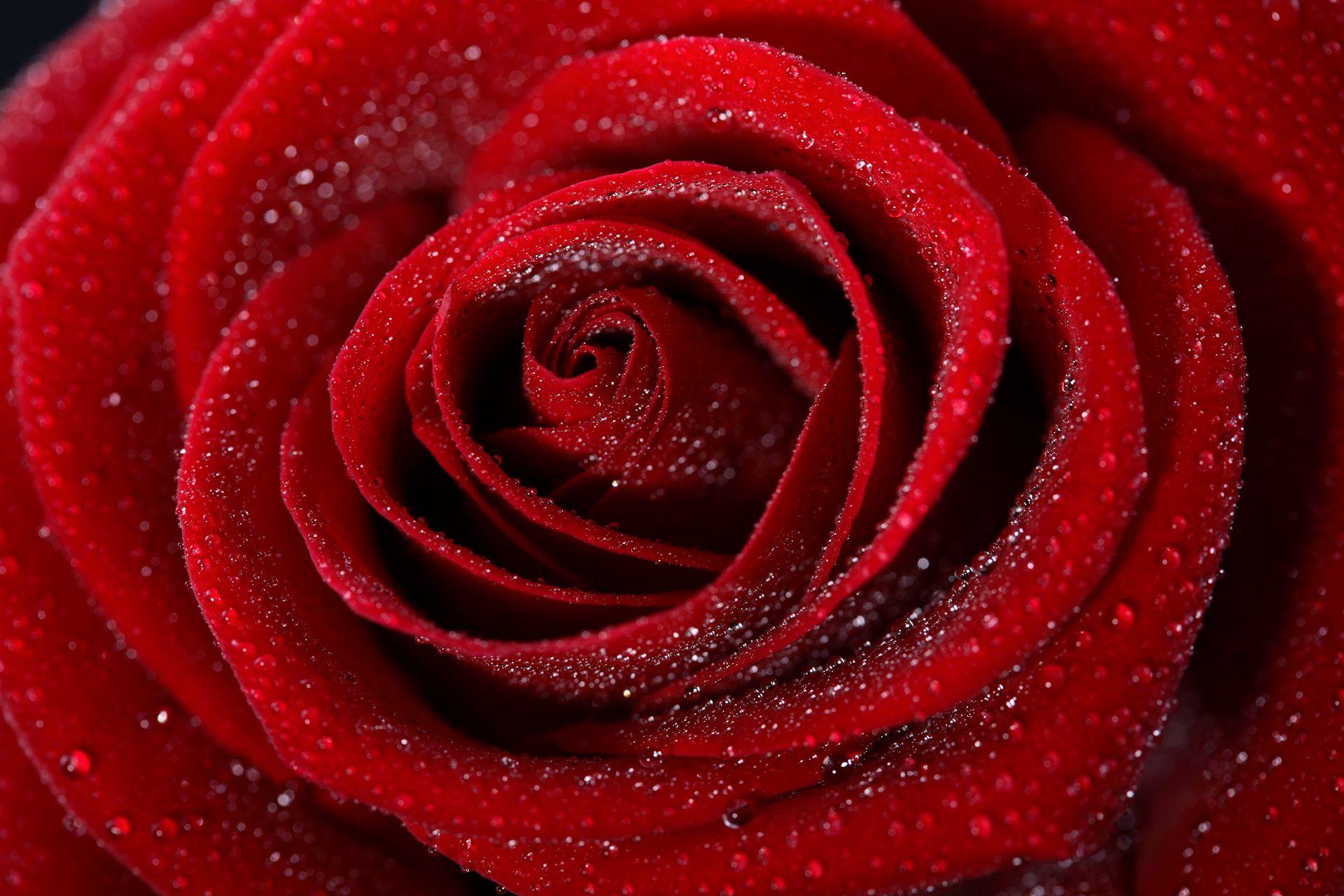 Single Red Rose Wallpapers Top Free Single Red Rose Backgrounds