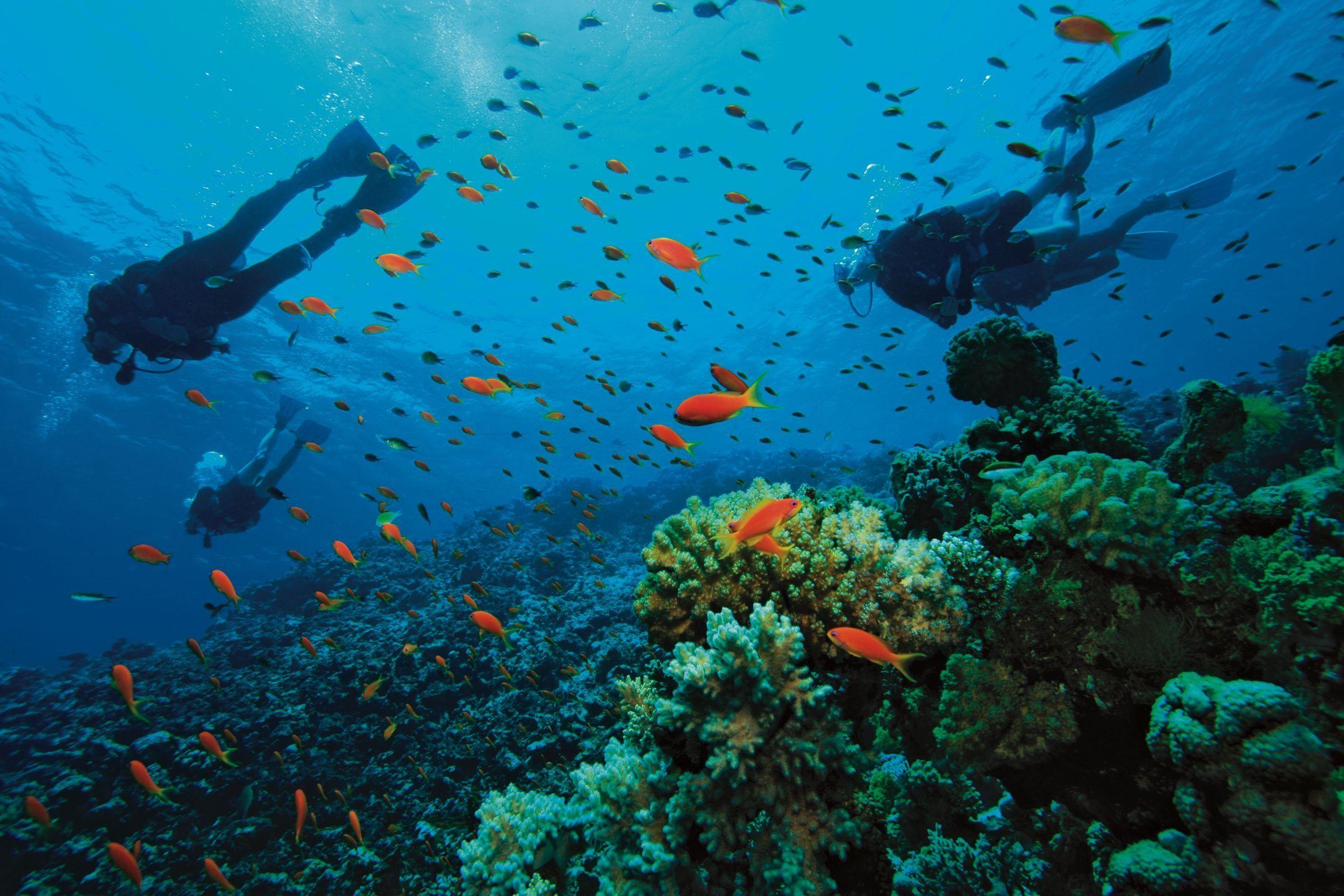2400x1600 Deep Sea Diving Wallpaper