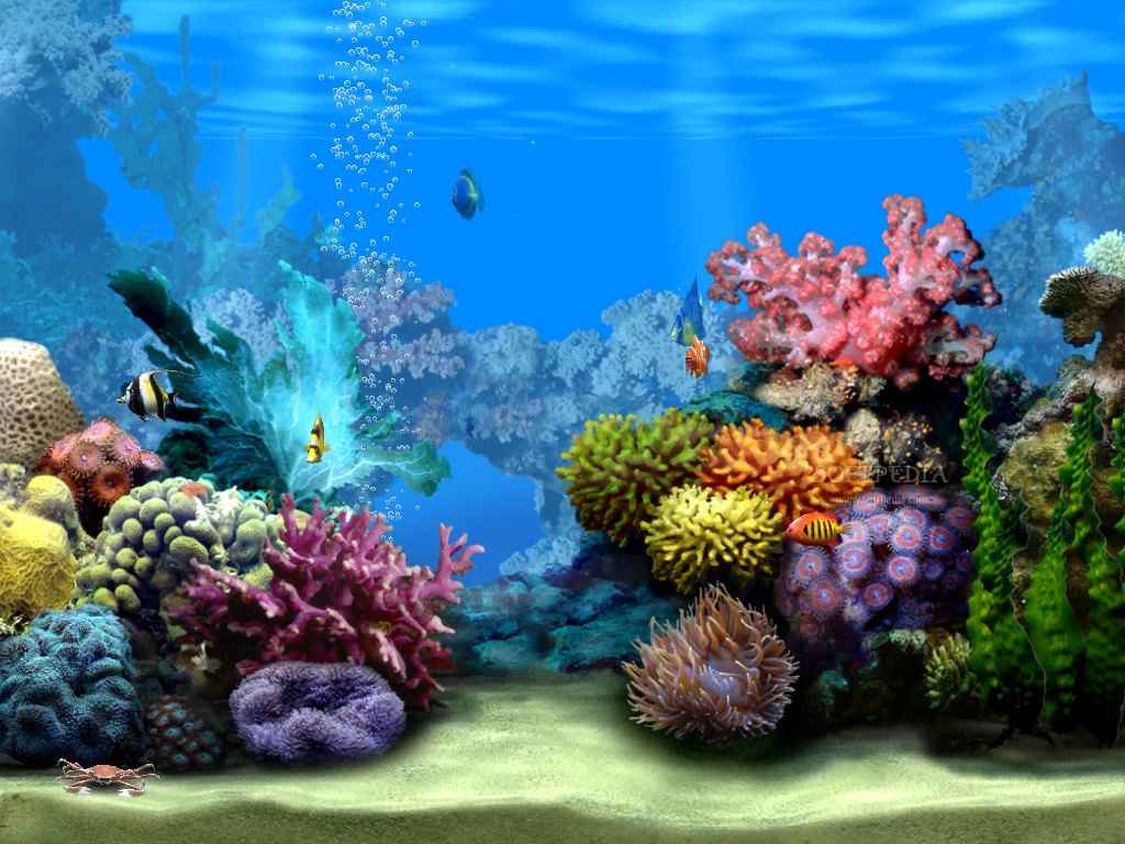 1024x768 Free download Ocean Floor Wallpaper [1024x768] for your Desktop, Mobile & Tablet. Explore Ocean Floor Wallpaper. Beautiful Ocean Wallpaper, Ocean Wallpaper HD, Dance Floor Wallpaper