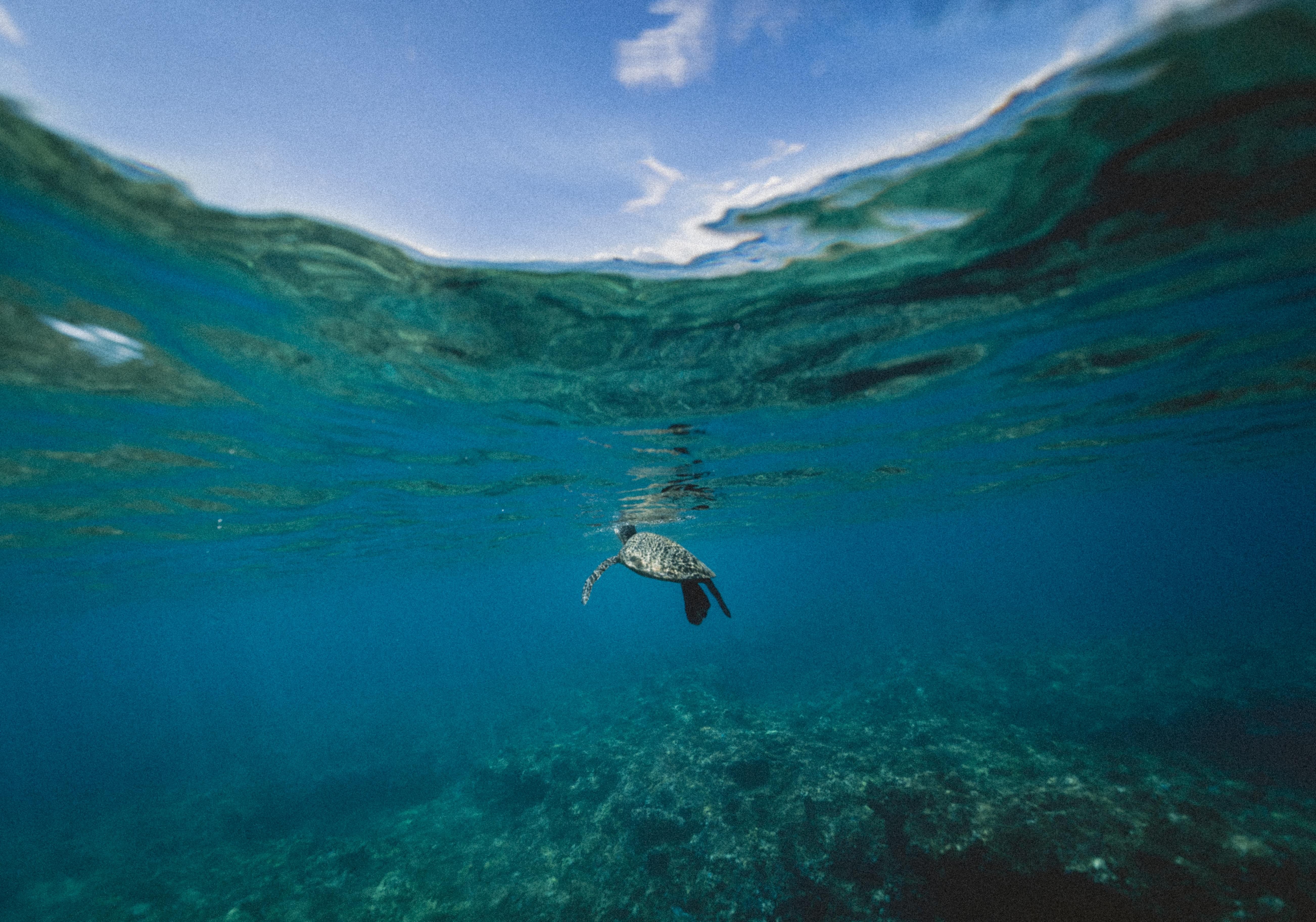 5208x3648 #Sea, #underwater, #sun, k wallpaper, #water, #nature, #Ocean, #rays, k, #blue, #sky, k. Mocah HD Wallpaper