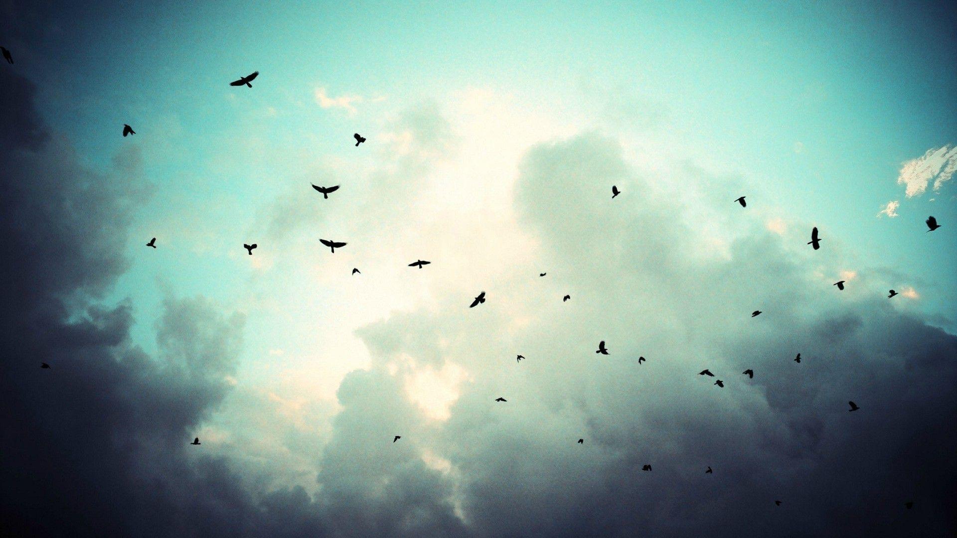 1920x1080 sky birds fly storm Wallpaper HD / Desktop and Mobile Background
