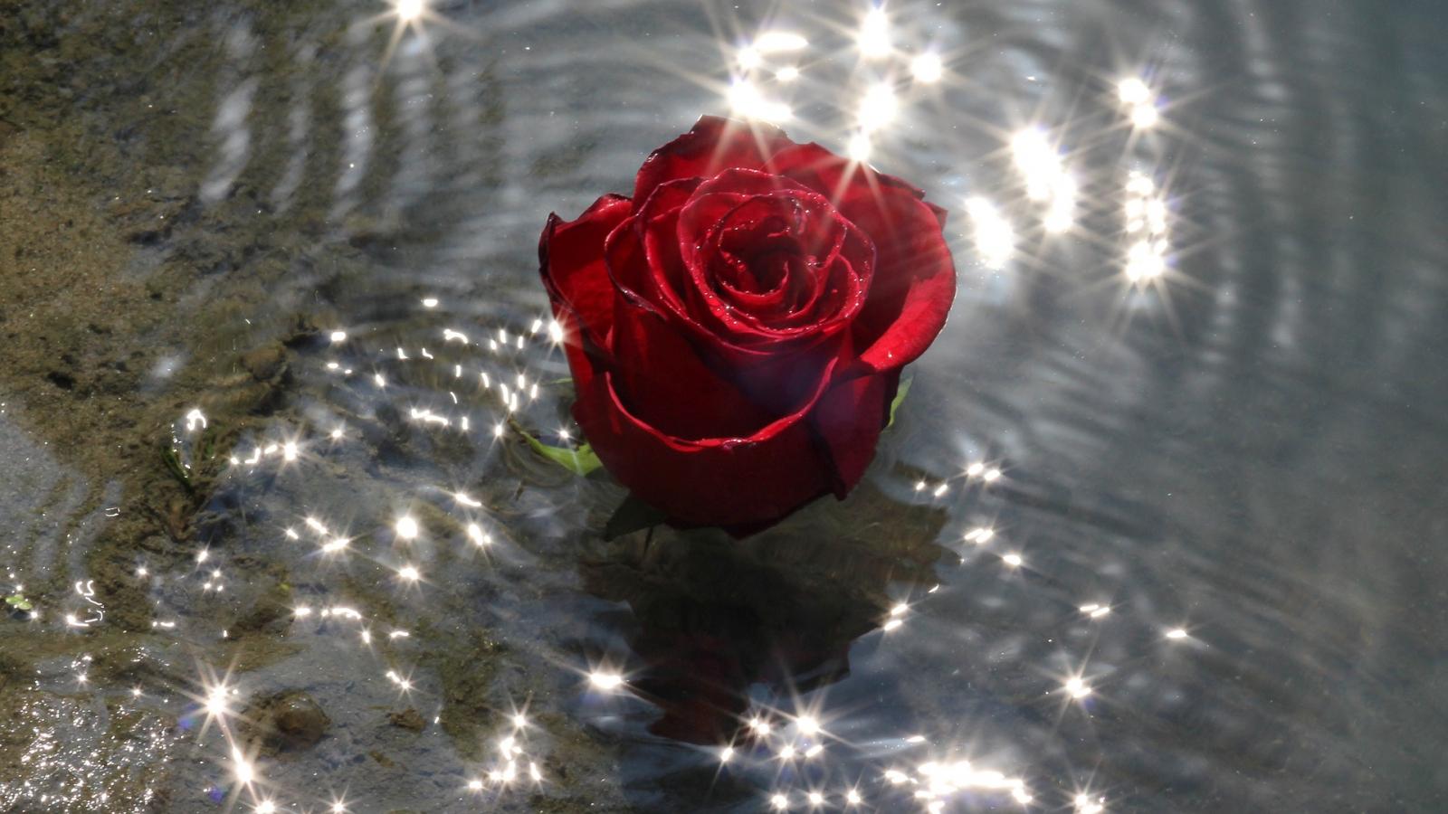 1600x900 Desktop Wallpaper Rose Flower, Water, Reflections, HD Image, Picture, Background, Em0pn0