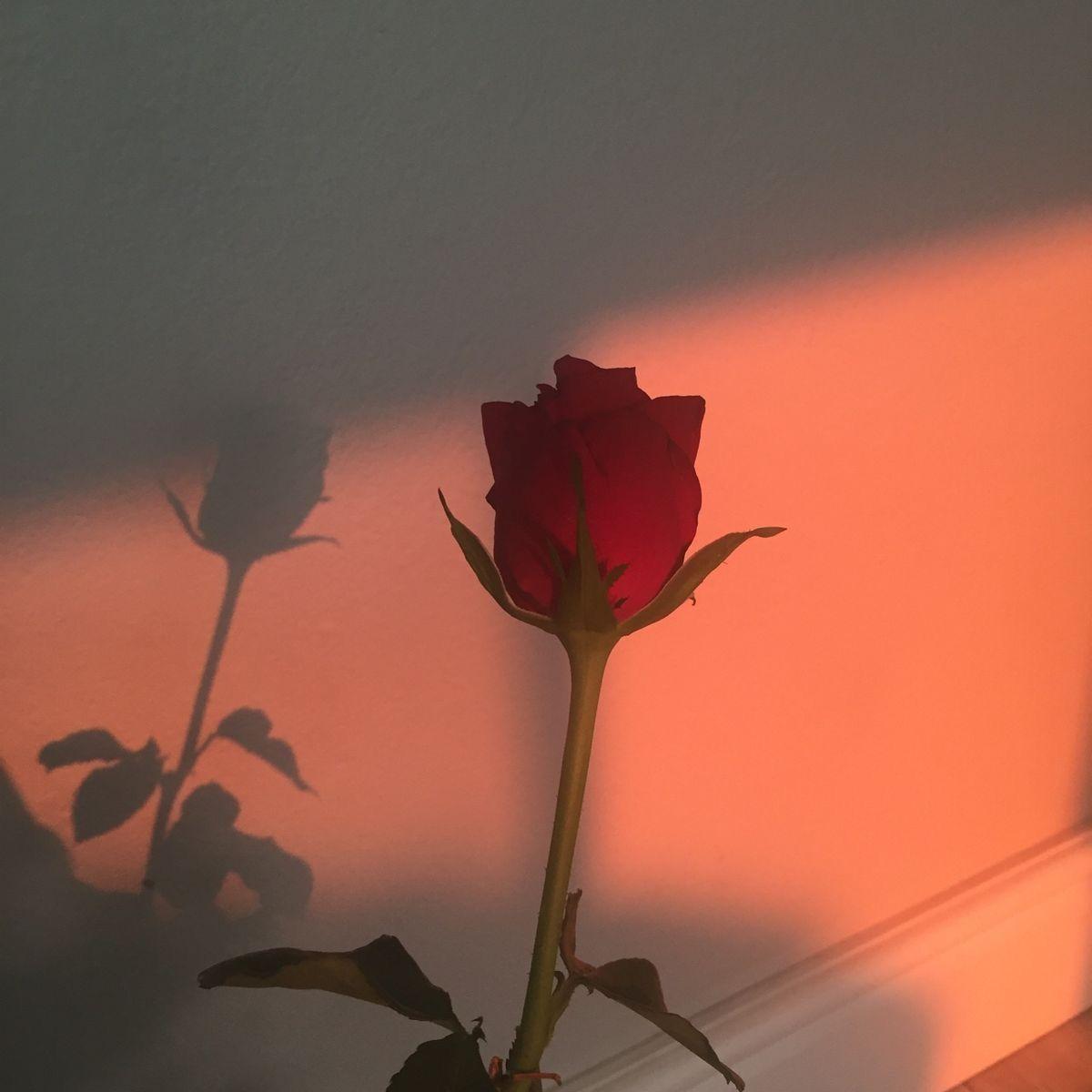 1200x1200 Girl Flower Aesthetic Wallpaper