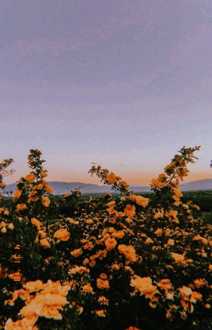 720x1120 IPhone Wallpaper Tumblr 66 Flower Field Aesthetic HD Wallpaper