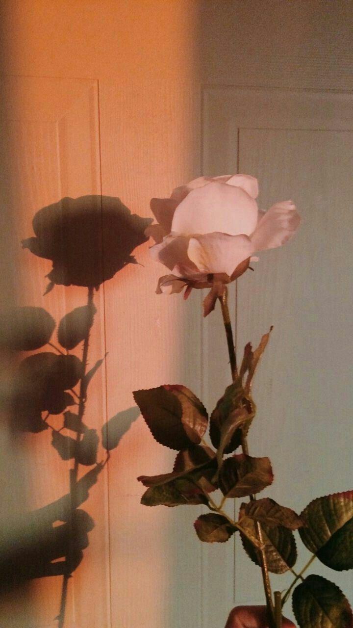 720x1280 Wow very nice. #aesthetic iPhone wallpaper pastel peach # # Very nice #wow. Flower aesthetic, Aesthetic wallpaper, Art photography