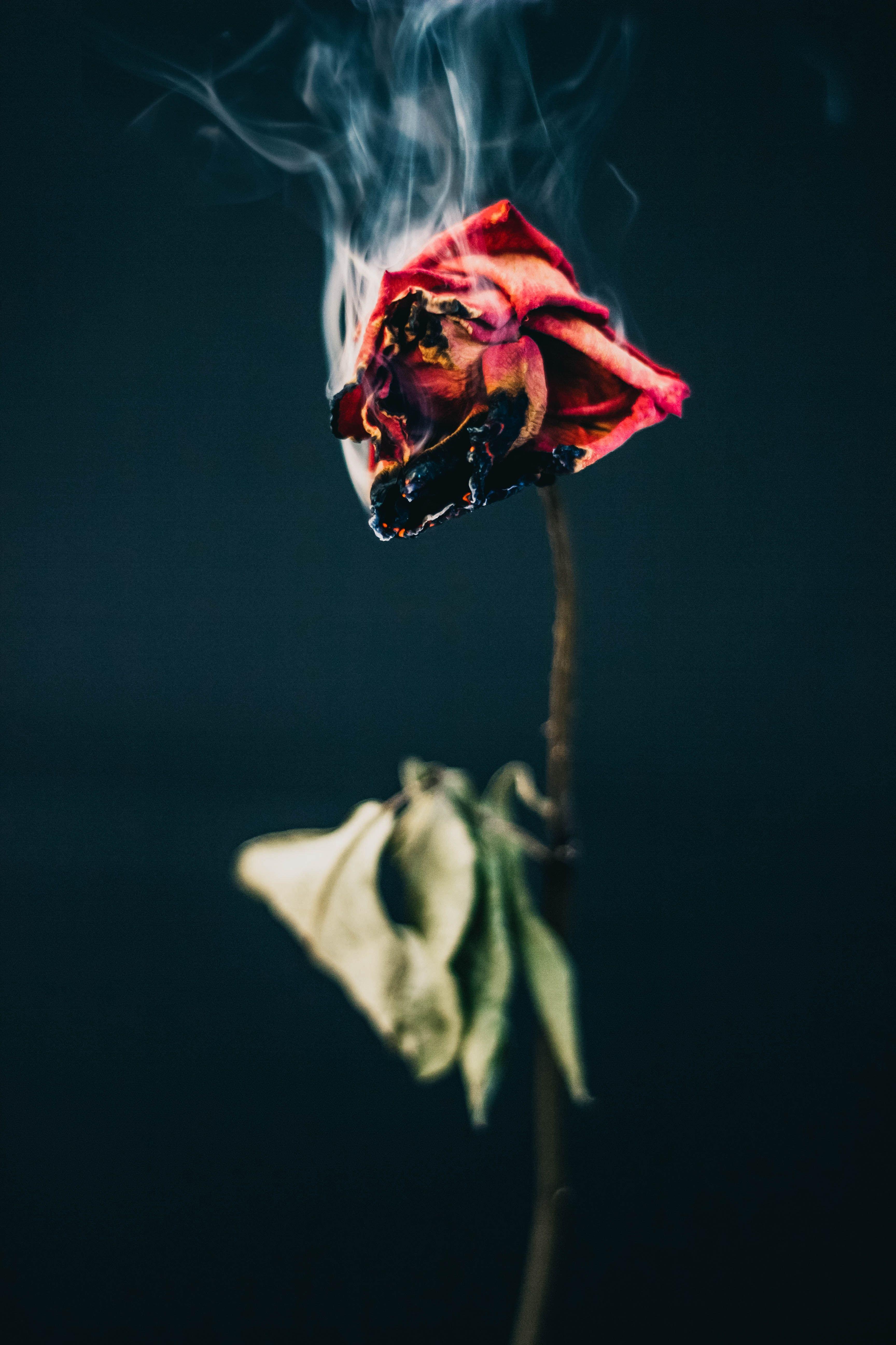 3456x5184 Dead Flowers Wallpaper