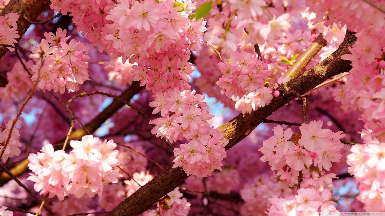 1280x720 Flower Aesthetic PC Wallpaper