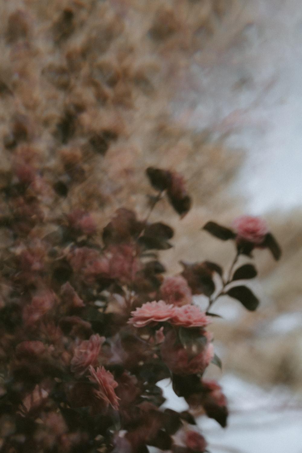 1000x1499 shallow focus photo of pink flowers photo