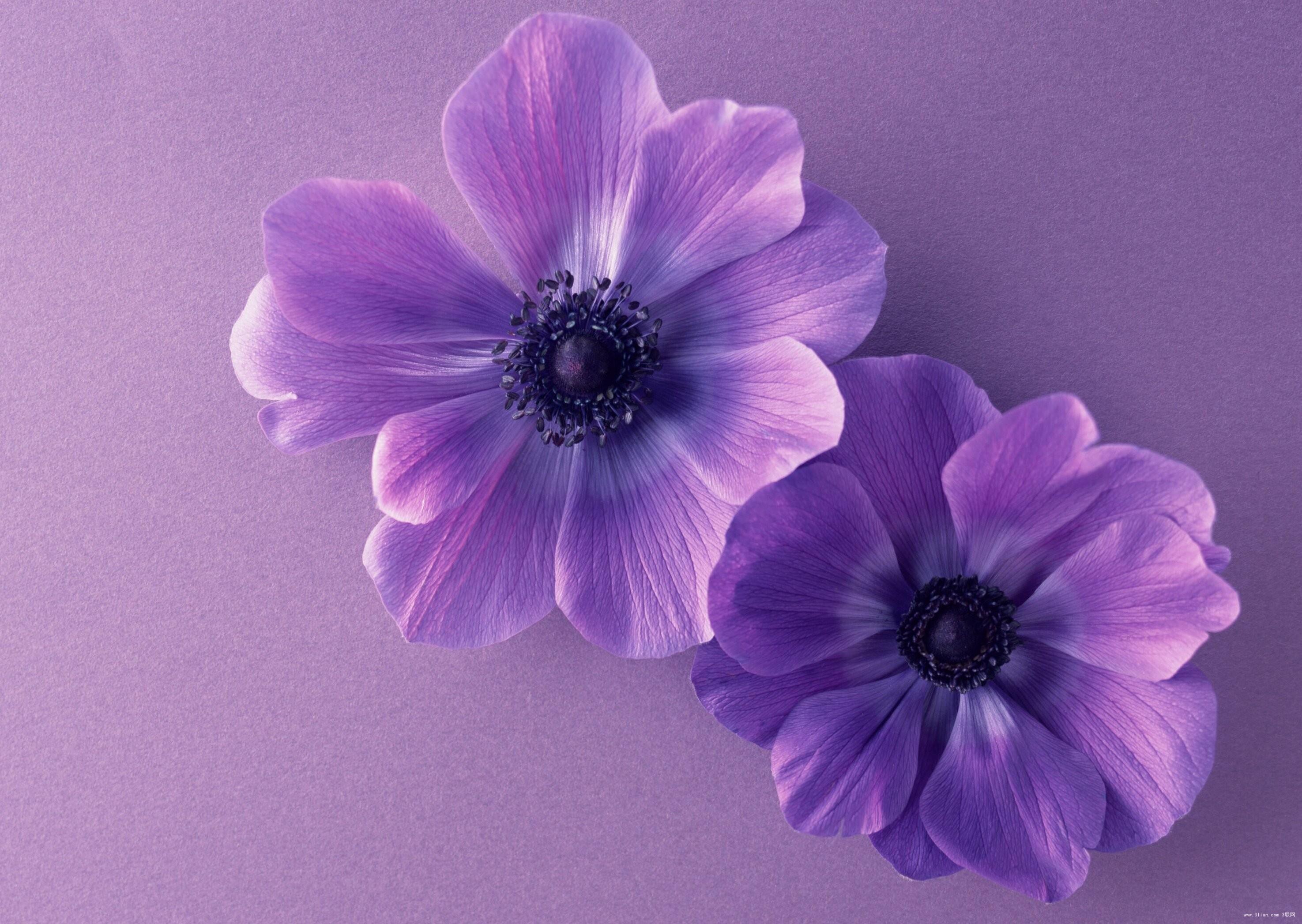 2950x2094 Purple Anemones HD Wallpaper