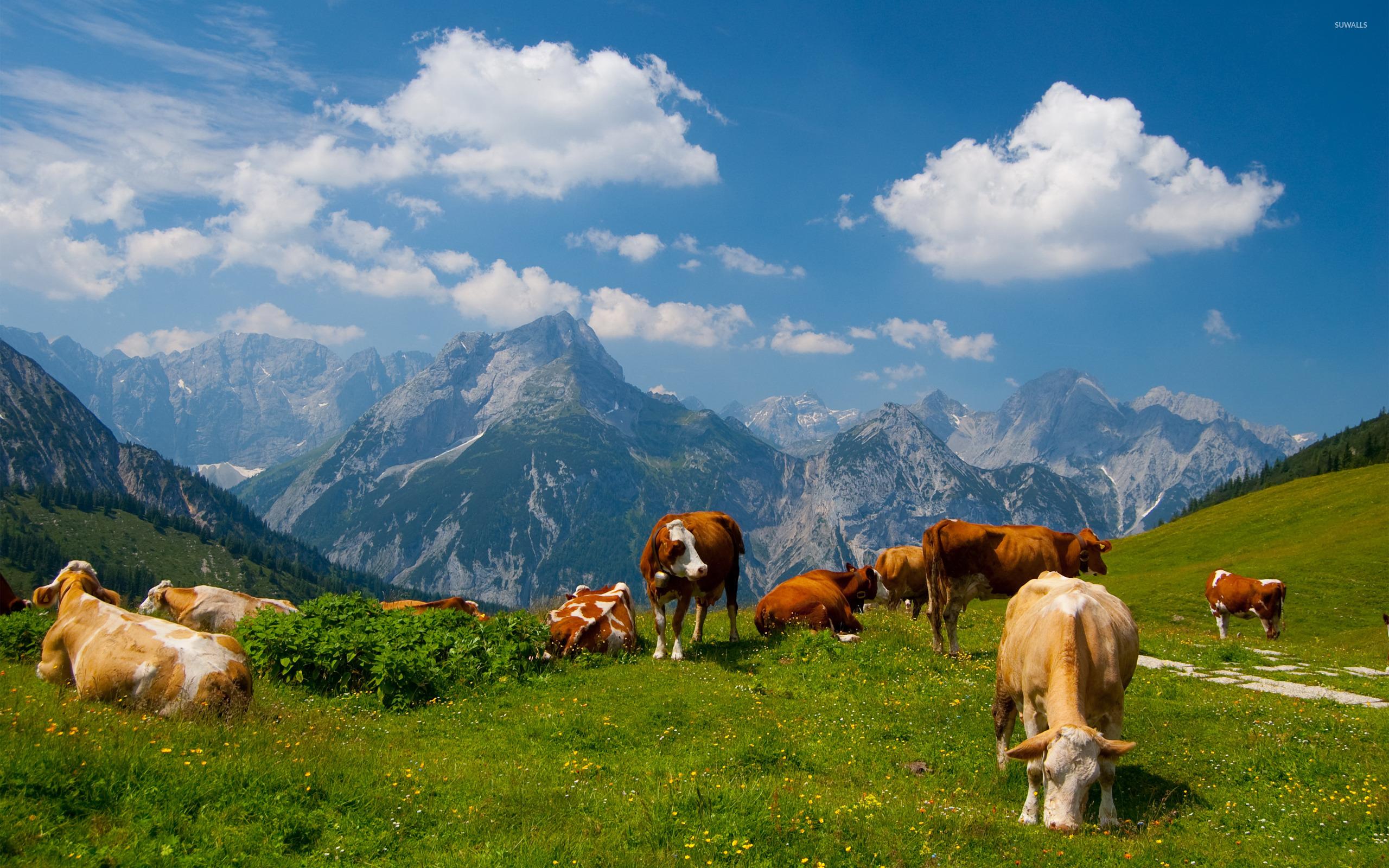 2560x1600 Karwendel wallpaper wallpaper