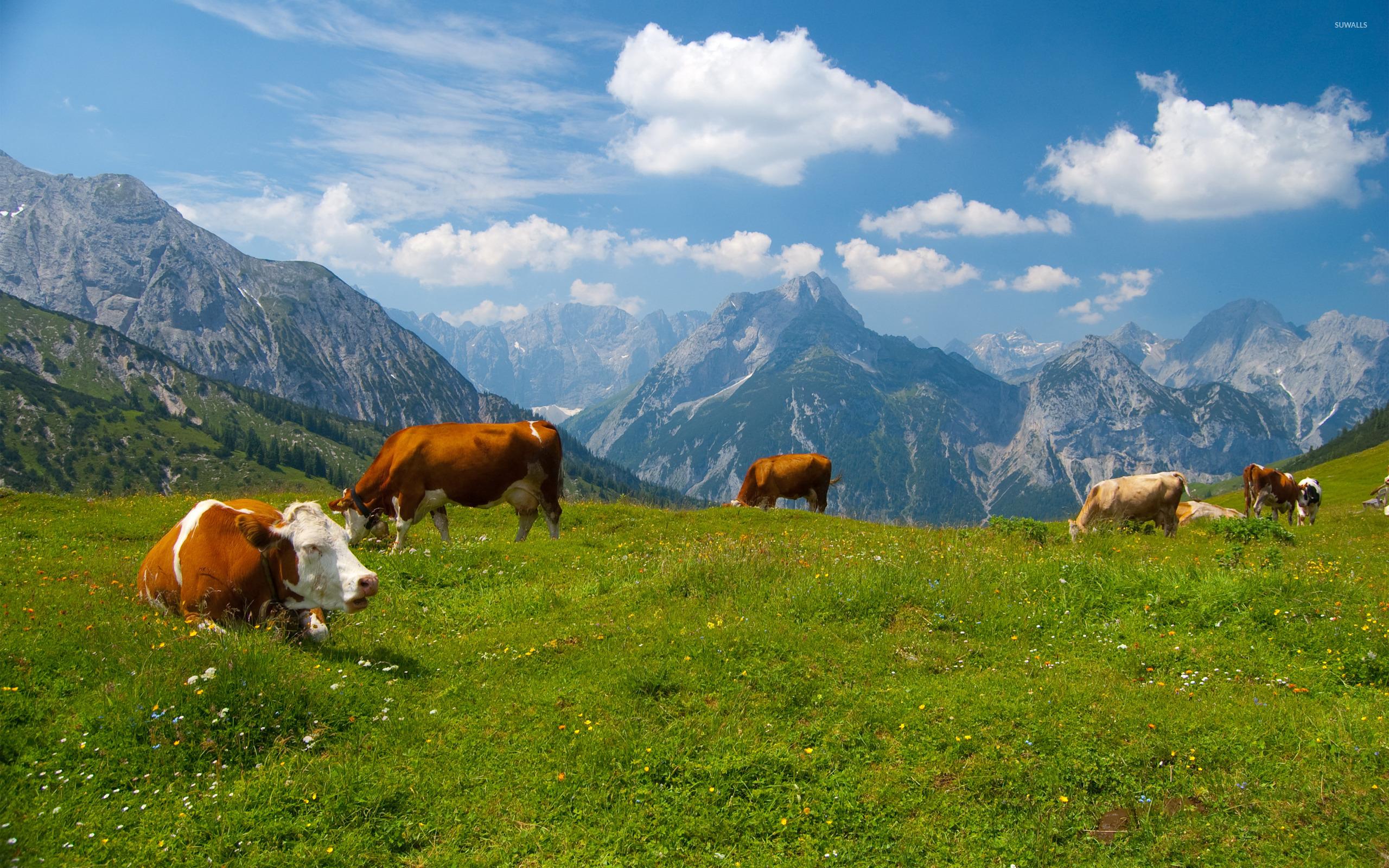 2560x1600 Tirol wallpaper