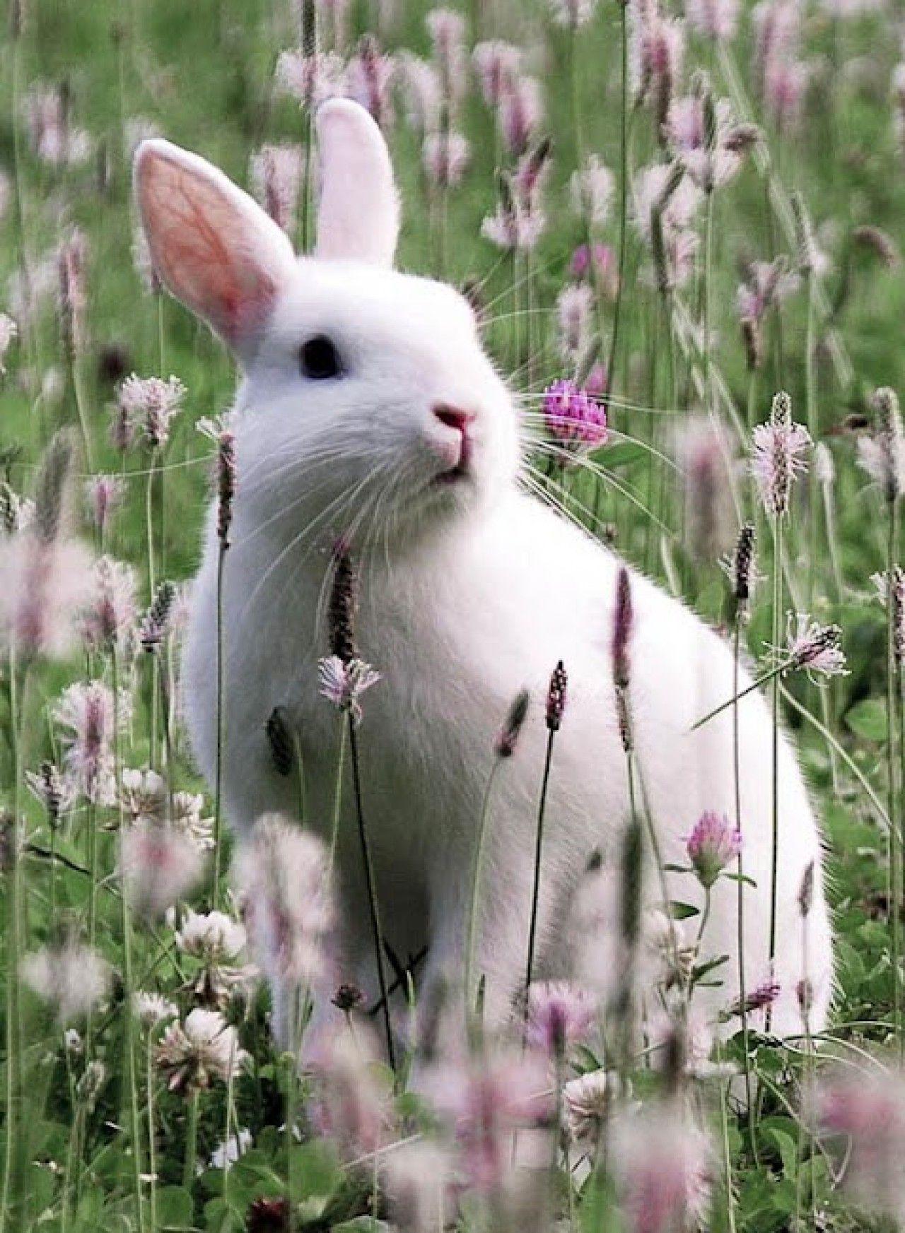 1280x1745 White Rabbit HD Wallpaper