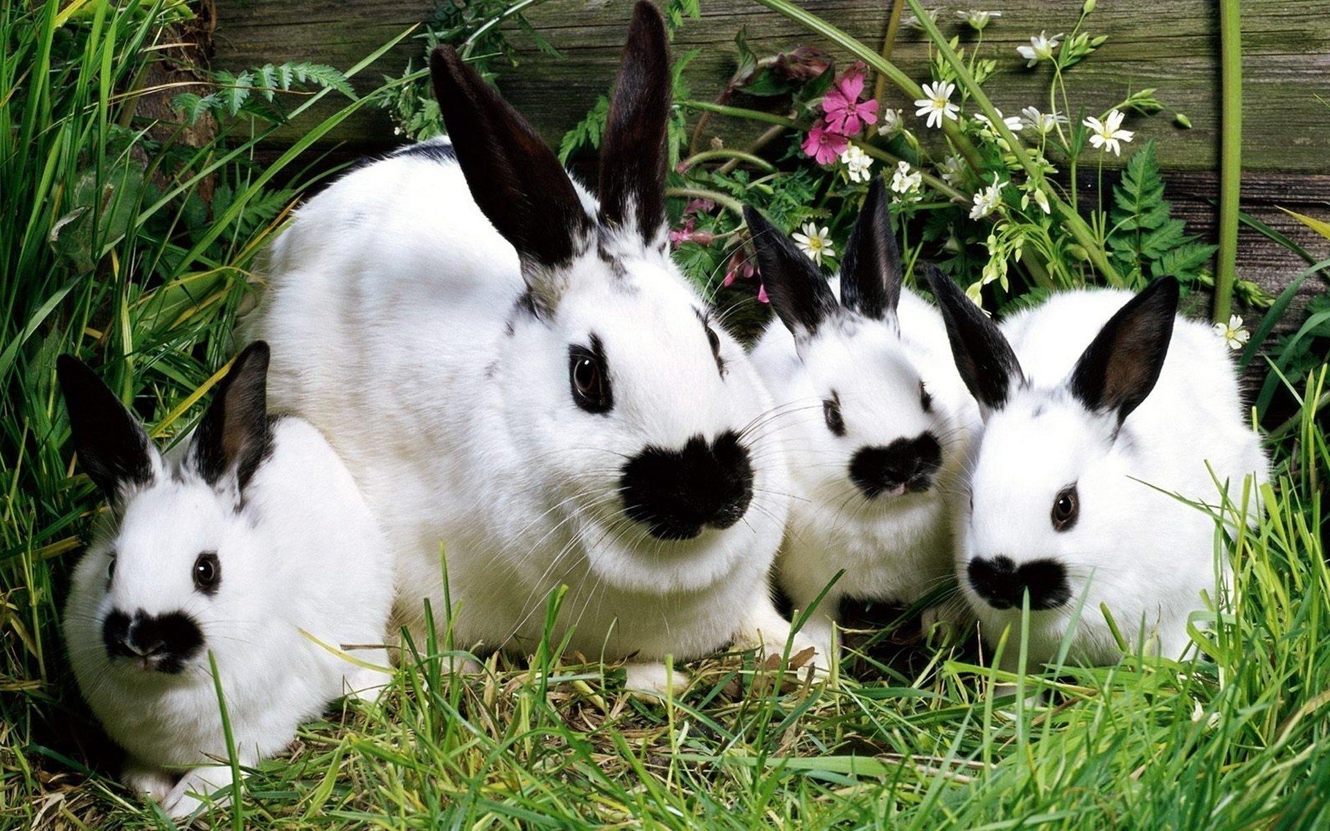 1920x1200 The Black Mustache Rabbits HD Wallpaper
